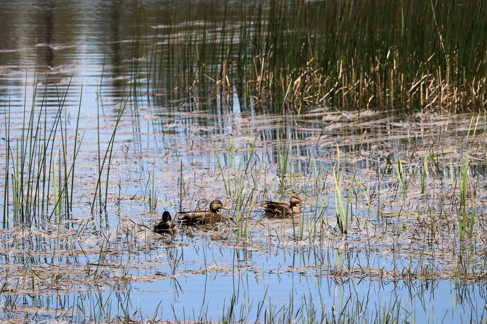 Canon EOS 200D (EOS Rebel SL2 / EOS Kiss X9) sample photo. Ducks, pond, bird photography