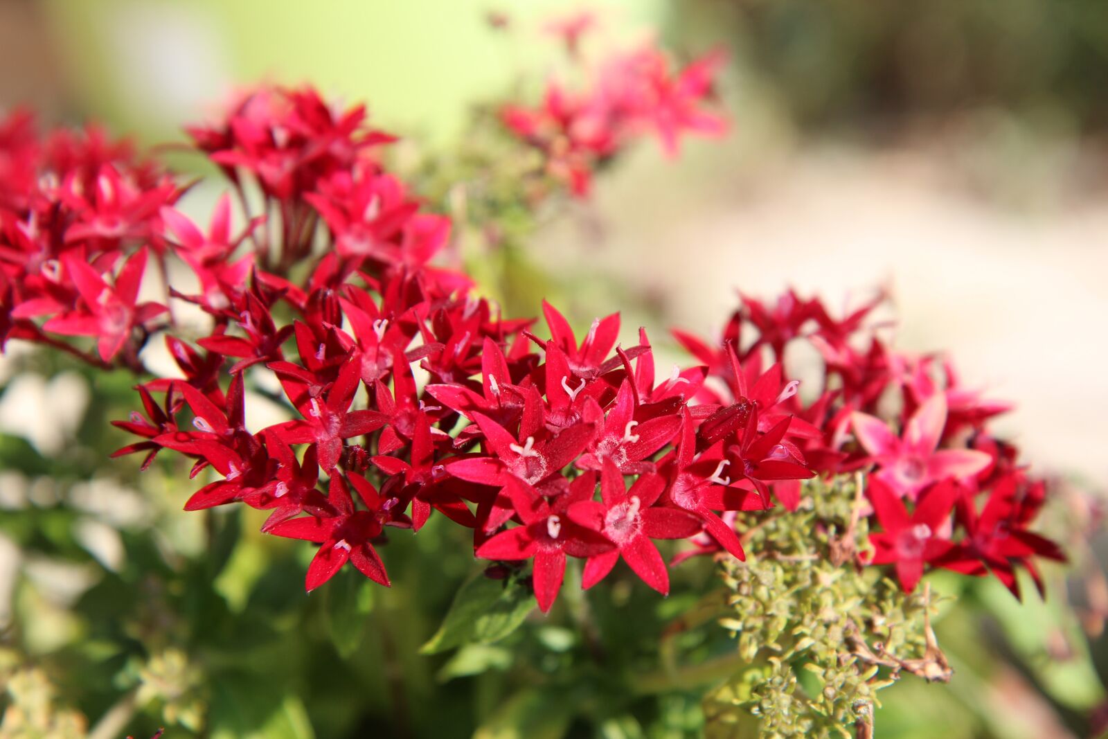 Canon EOS 600D (Rebel EOS T3i / EOS Kiss X5) sample photo. Flowering, red flowers, shrub photography