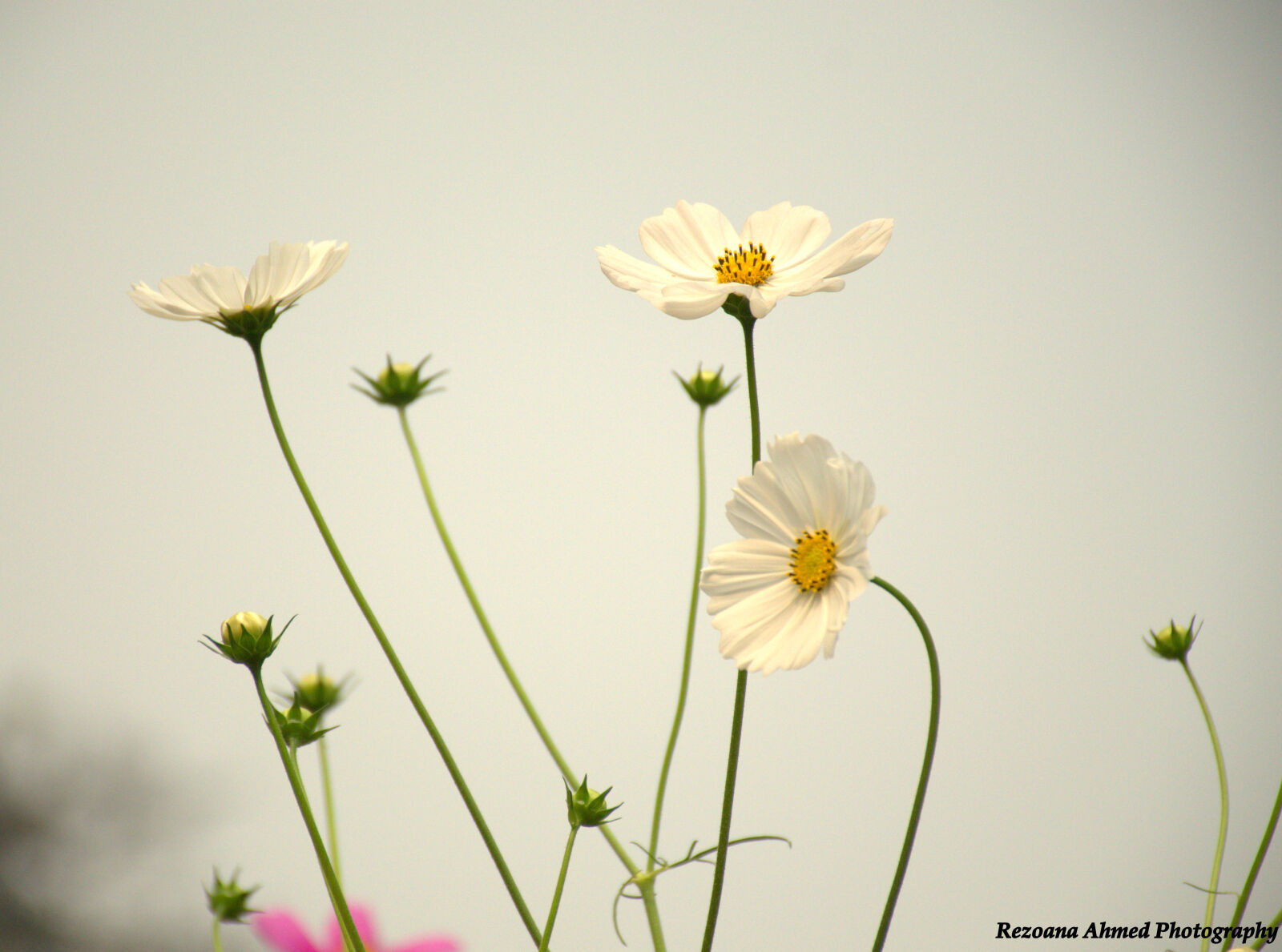 Nikon D7000 sample photo. Beautiful, flowers photography