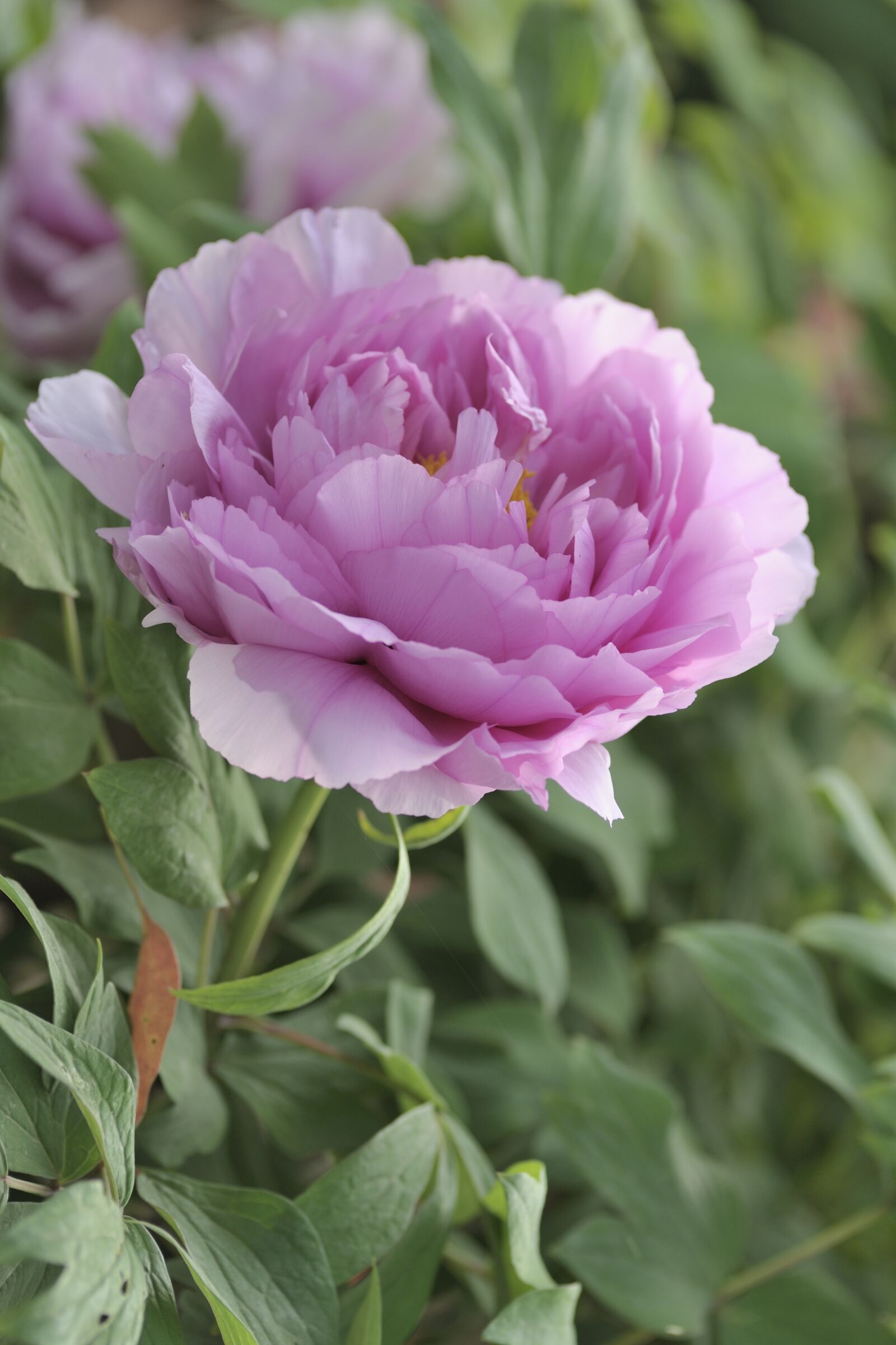 Nikon D700 sample photo. Peony, flower, blooming photography