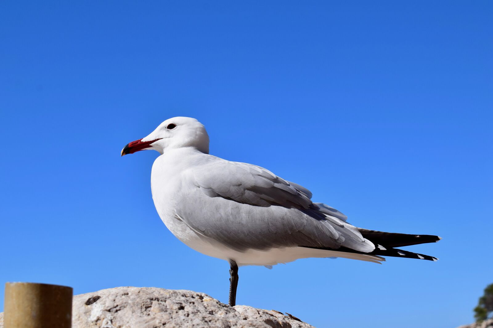 Nikon D5300 sample photo. Birds, nature, outdoors photography