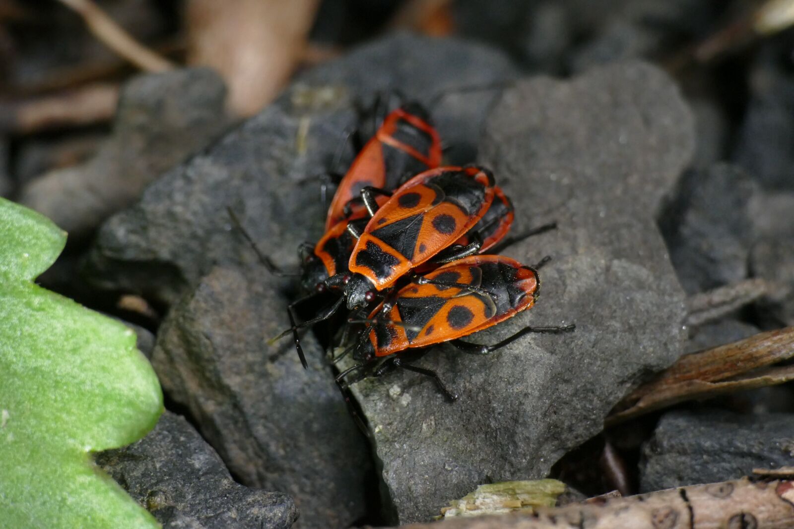 Panasonic Lumix DMC-FZ1000 sample photo. Macro, nasty fire bug photography
