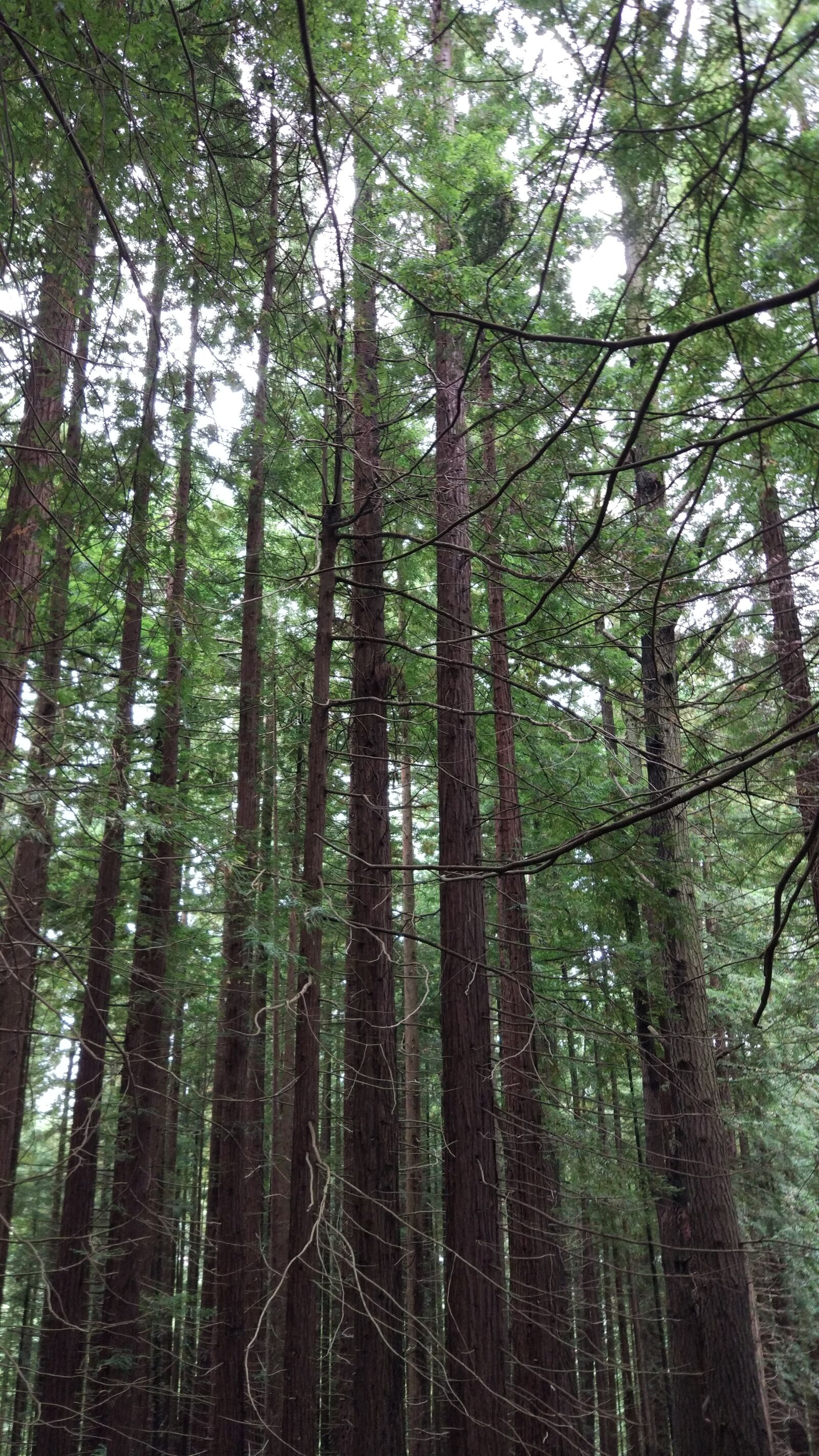 Xiaomi MI 5 sample photo. Sequoia, forest, nature photography