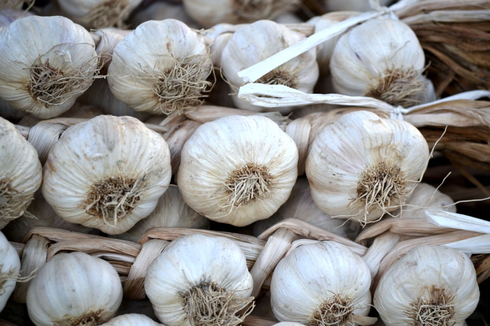 Nikon D3100 sample photo. Garlic, white, vegetables photography