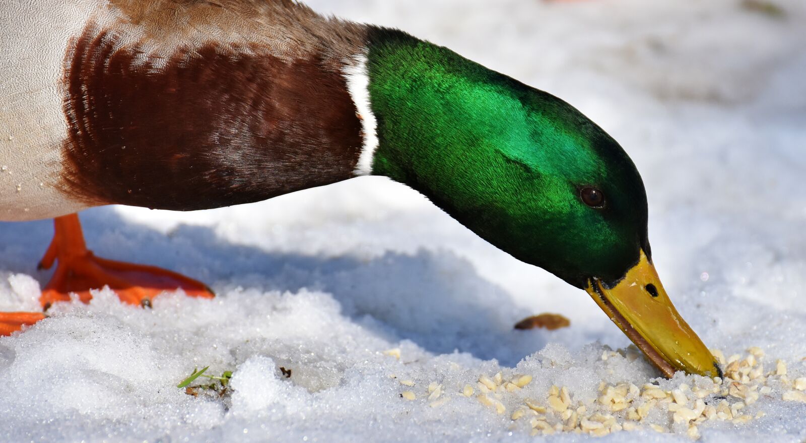 Nikon D7200 sample photo. Mallard, males, snow photography