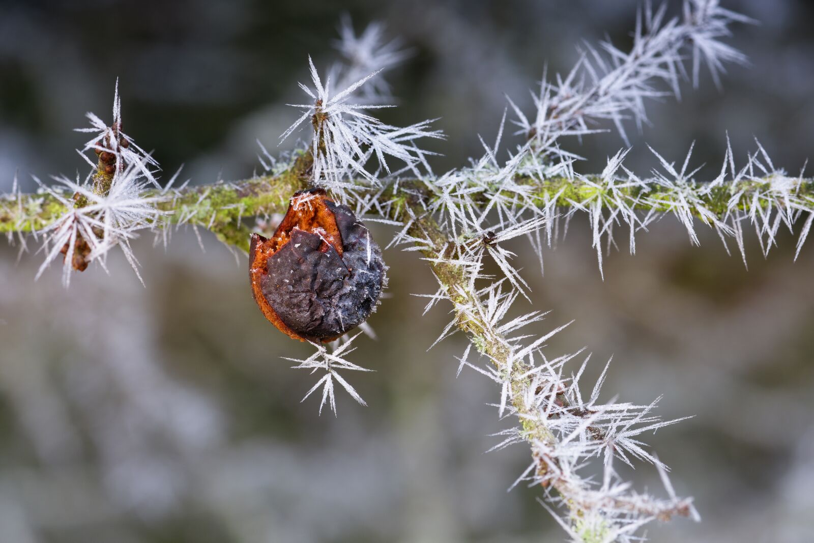 Nikon D7200 sample photo. Blackthorn, vegan, bio photography