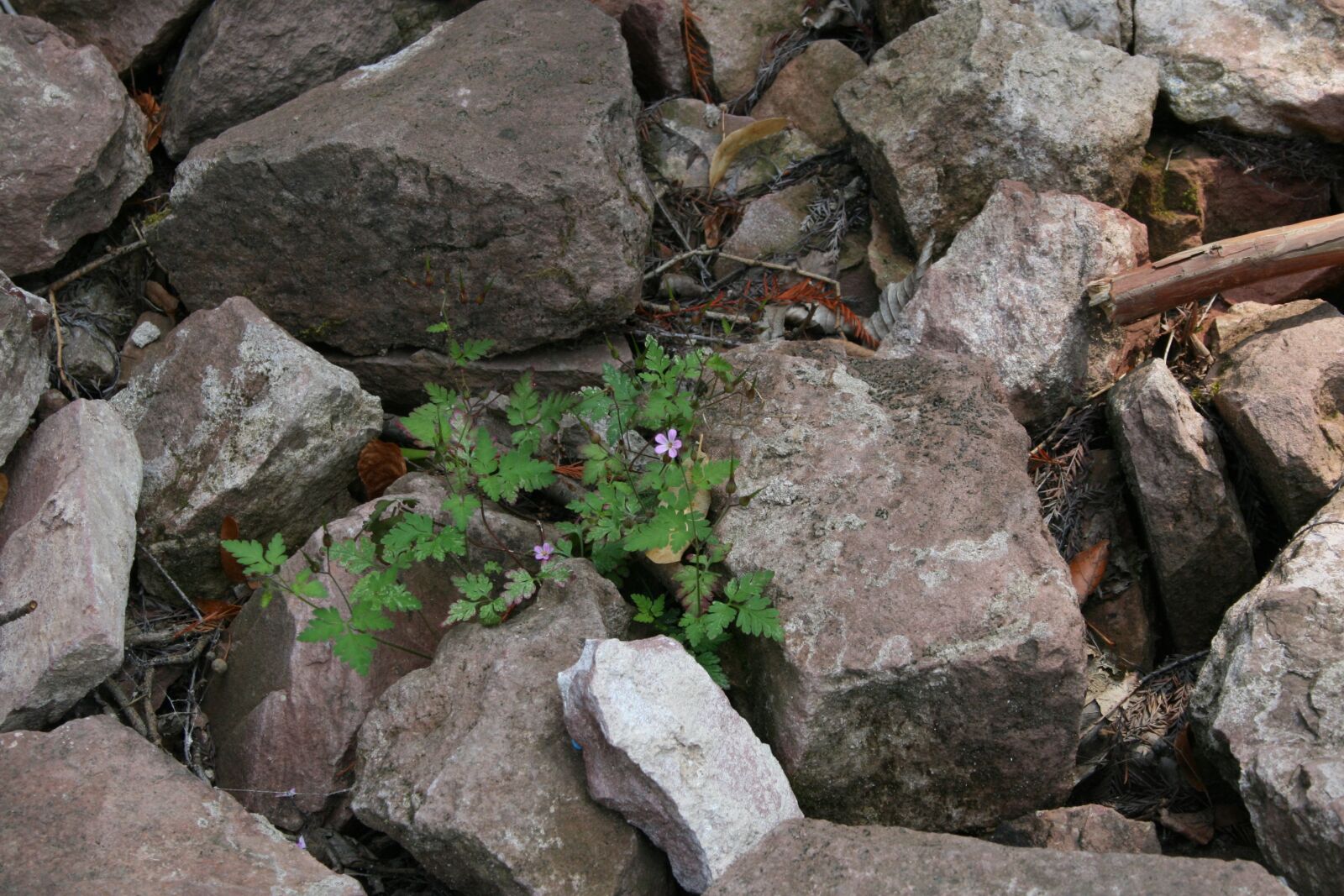 Canon EOS 400D (EOS Digital Rebel XTi / EOS Kiss Digital X) sample photo. Flower, plant, stone photography