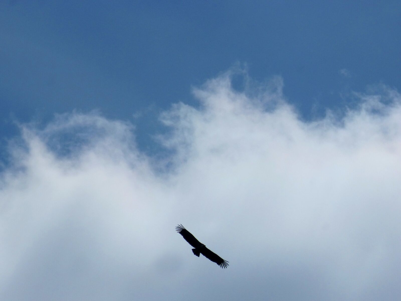 Panasonic DMC-FZ62 sample photo. Vulture, fly, clouds photography