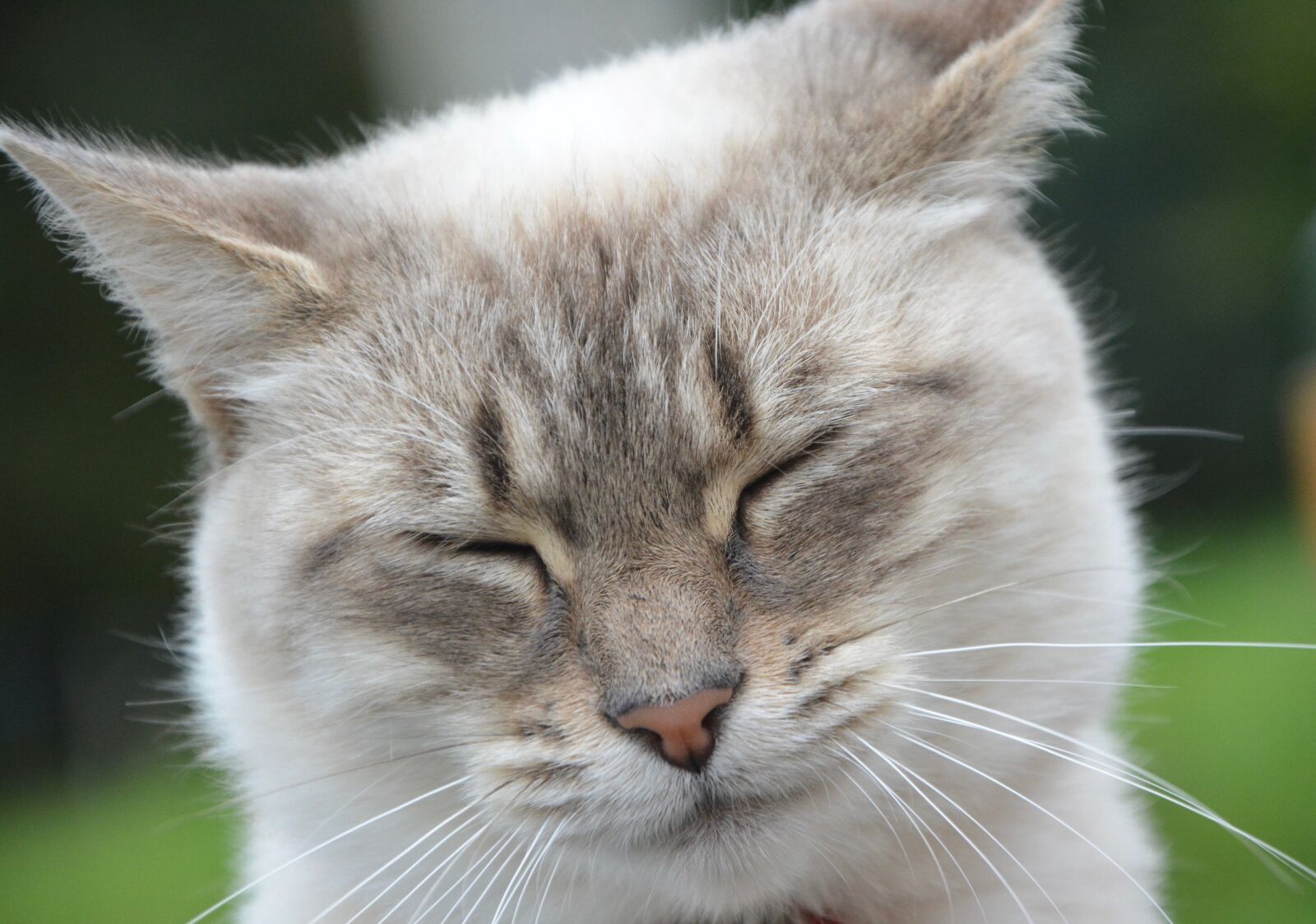 Nikon D5200 sample photo. Cat, kitten, eyes close photography