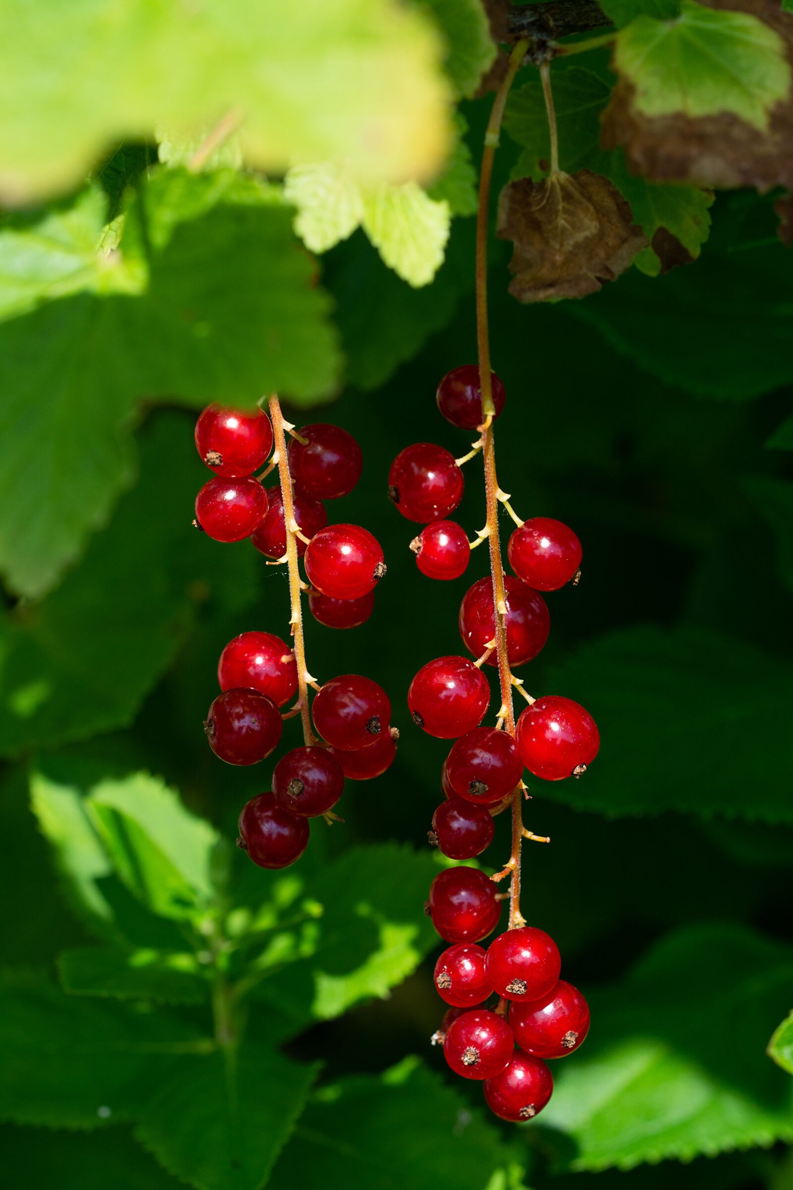 Nikon D7100 sample photo. Currants, red, red currants photography