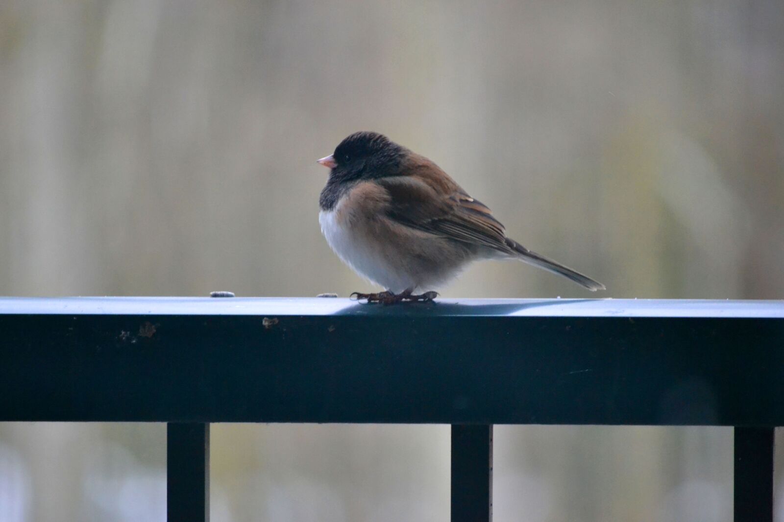 Nikon D3100 sample photo. Bird, feather, rail photography