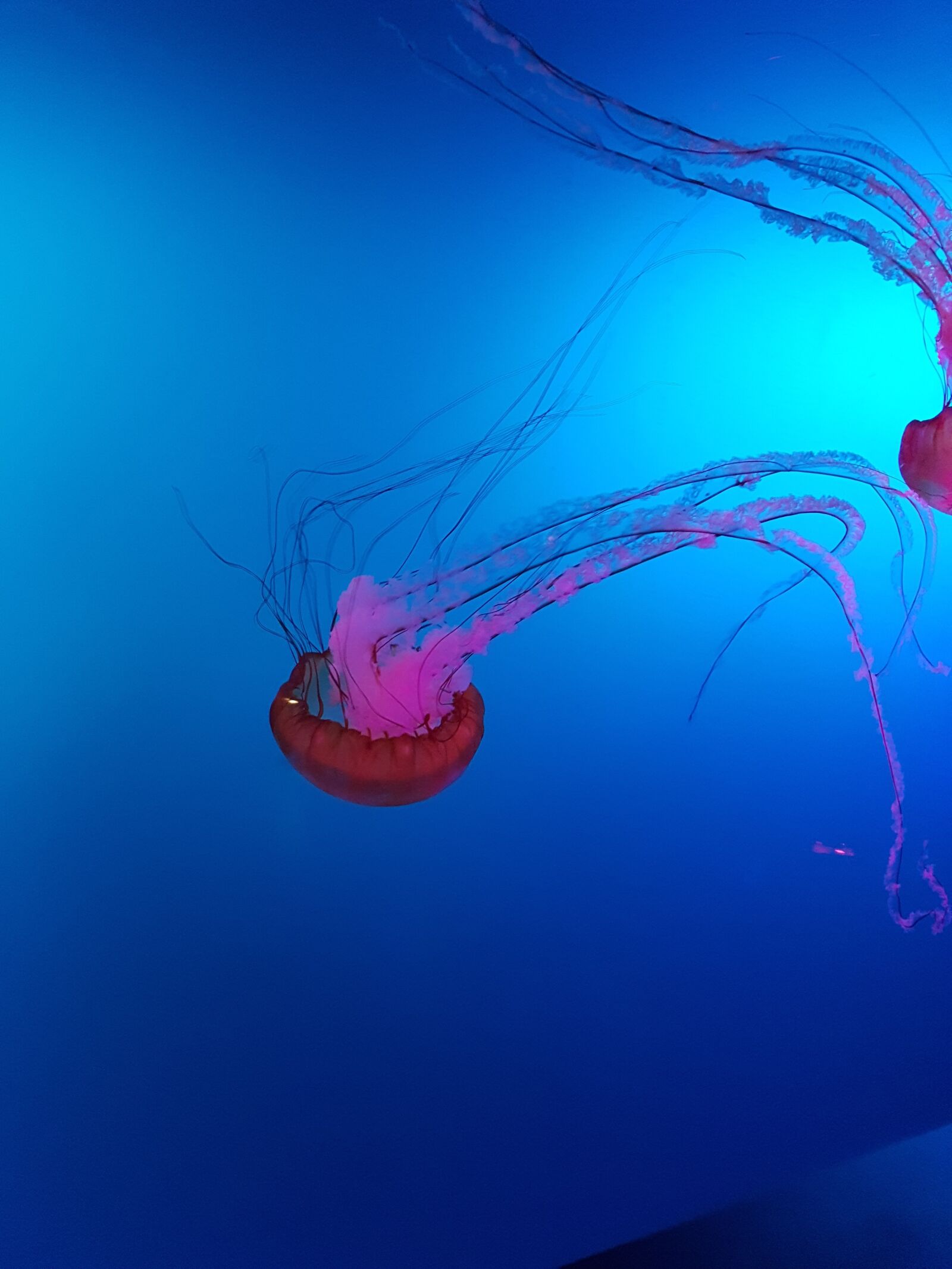 Samsung Galaxy S7 Edge sample photo. Medusa, jellyfish, sea photography