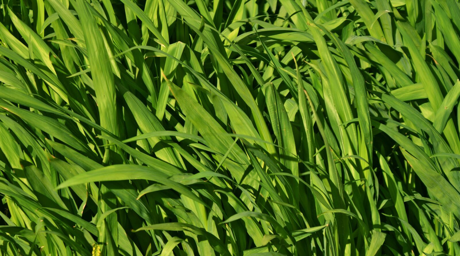 Sony Alpha DSLR-A200 sample photo. Grass, millet, nature photography