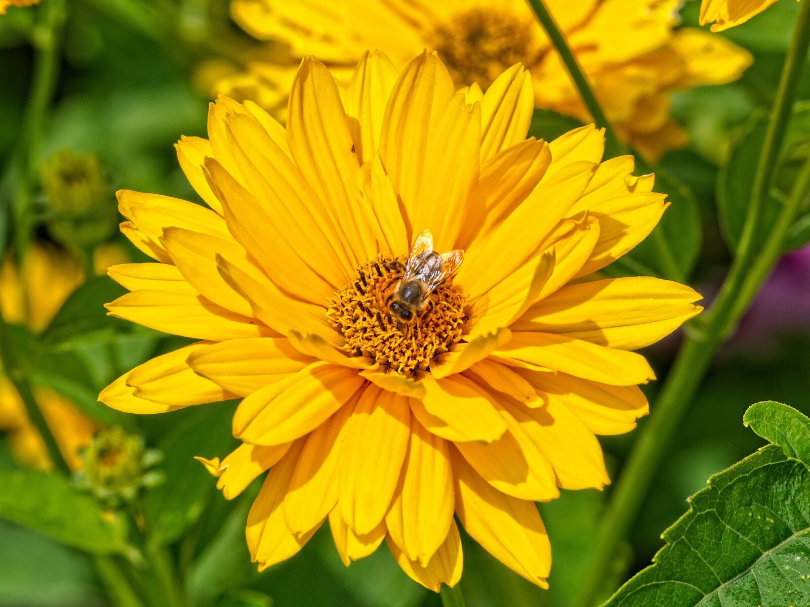 Nikon D7100 sample photo. Blossom, bloom, yellow photography