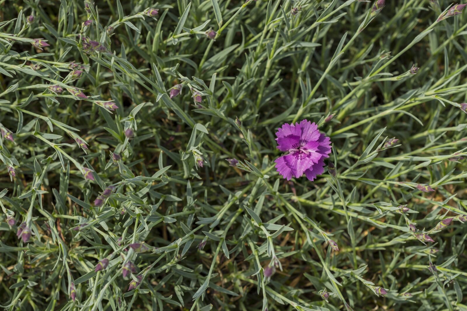 Canon EOS 700D (EOS Rebel T5i / EOS Kiss X7i) sample photo. Carnation, flower, pink photography