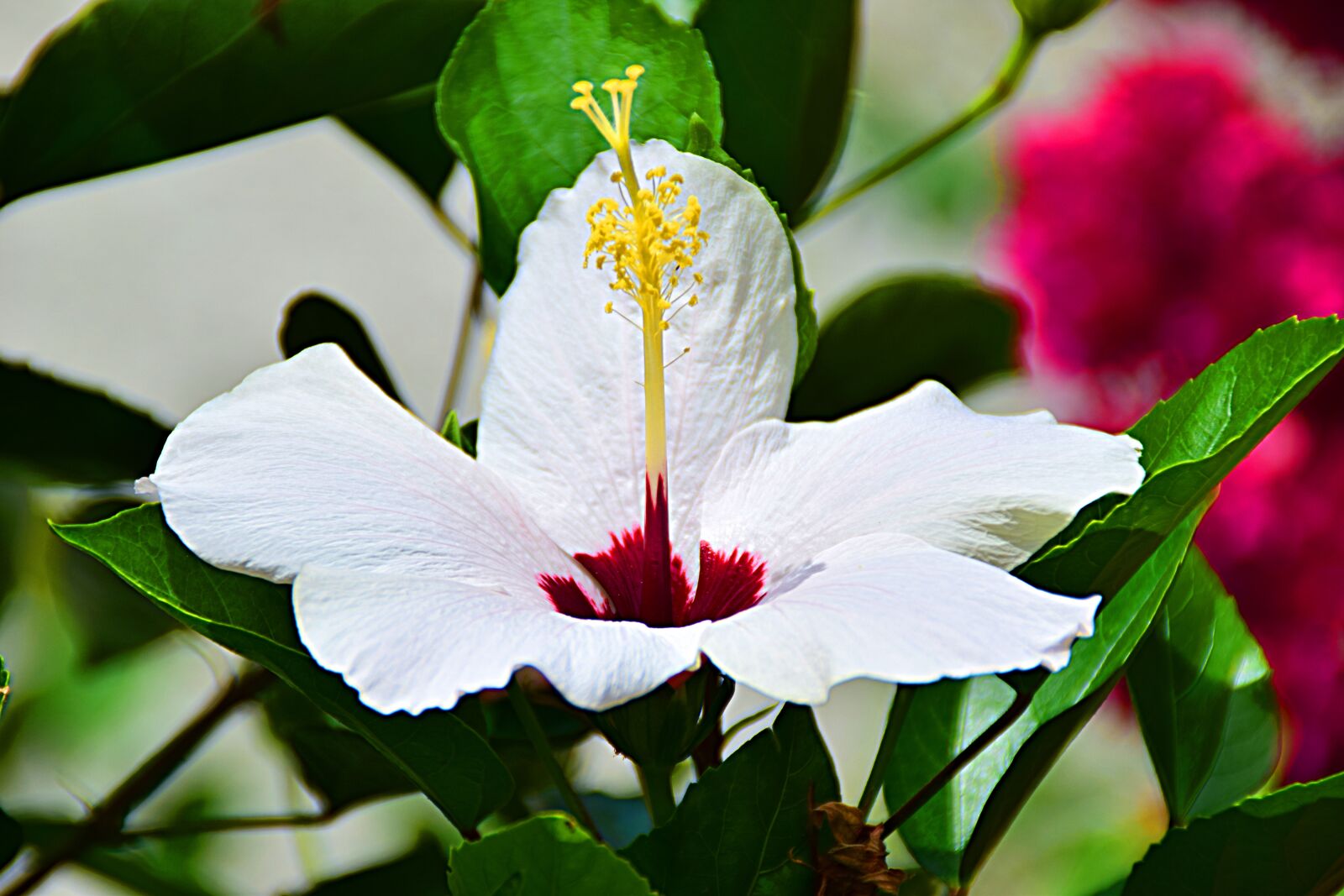 Nikon D5300 sample photo. Hibiscus, white, purple photography