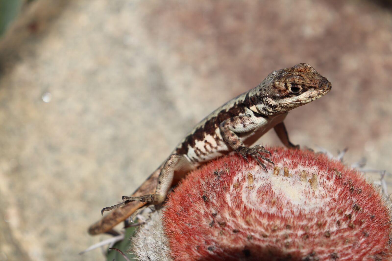 Canon EOS 200D (EOS Rebel SL2 / EOS Kiss X9) sample photo. Cactus, lizard, calango photography