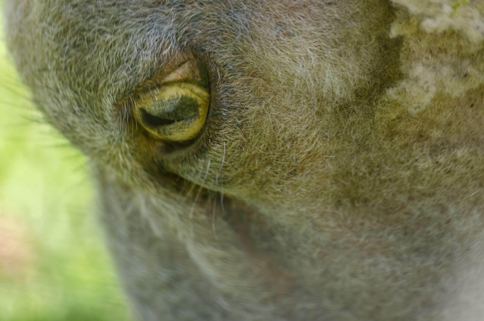 Nikon D7000 sample photo. Sheep, prairie, field photography