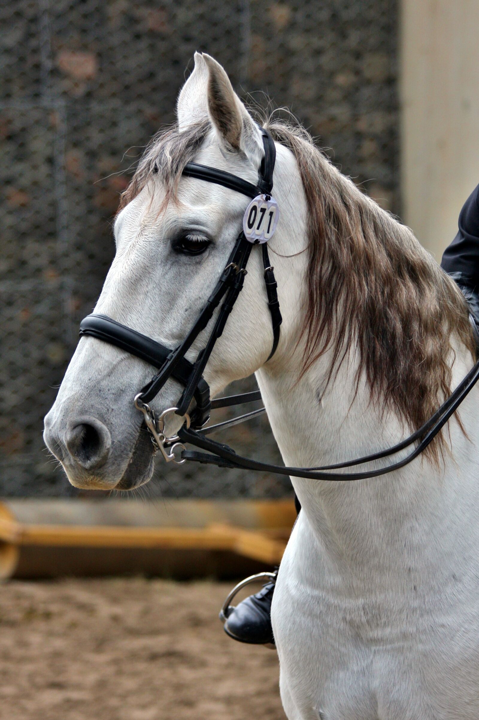 Canon EOS 40D sample photo. Andalusian, bridle, tack photography