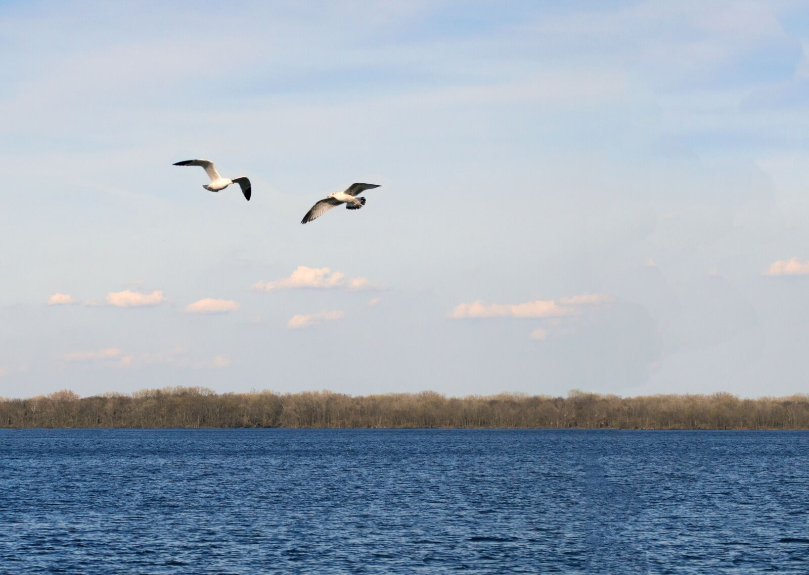 Nikon D3200 sample photo. Birds, nature, animal photography