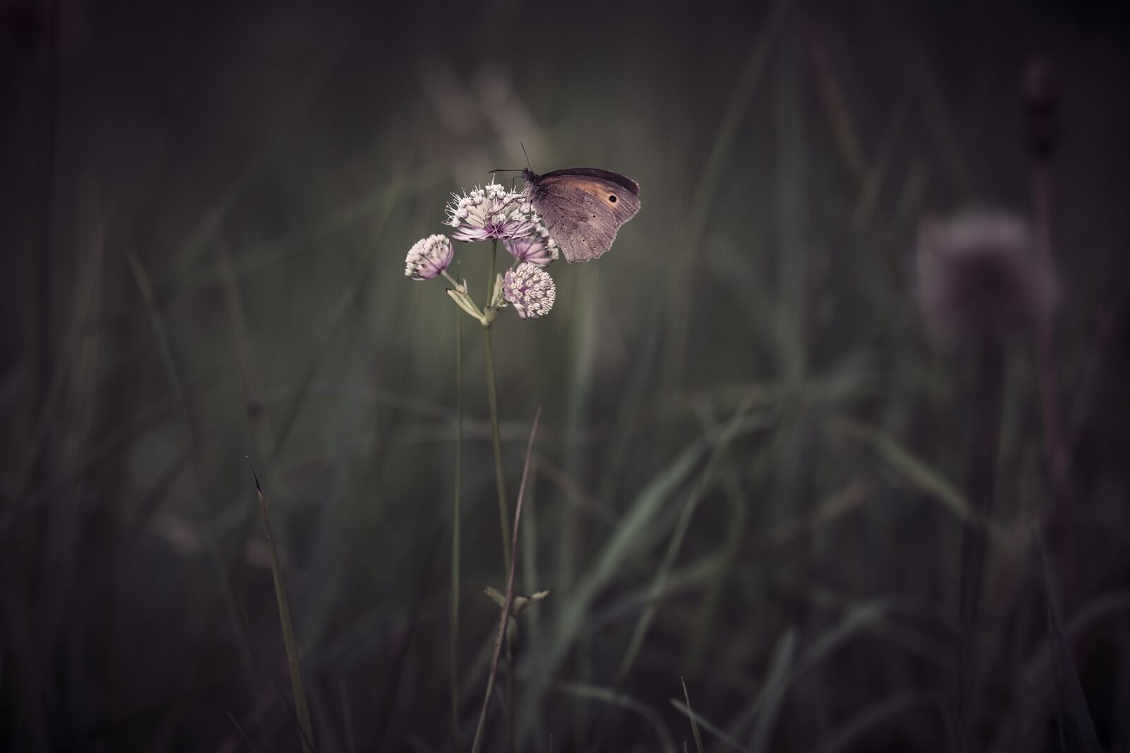 Nikon D7100 sample photo. Butterfly, meadow brown, insect photography