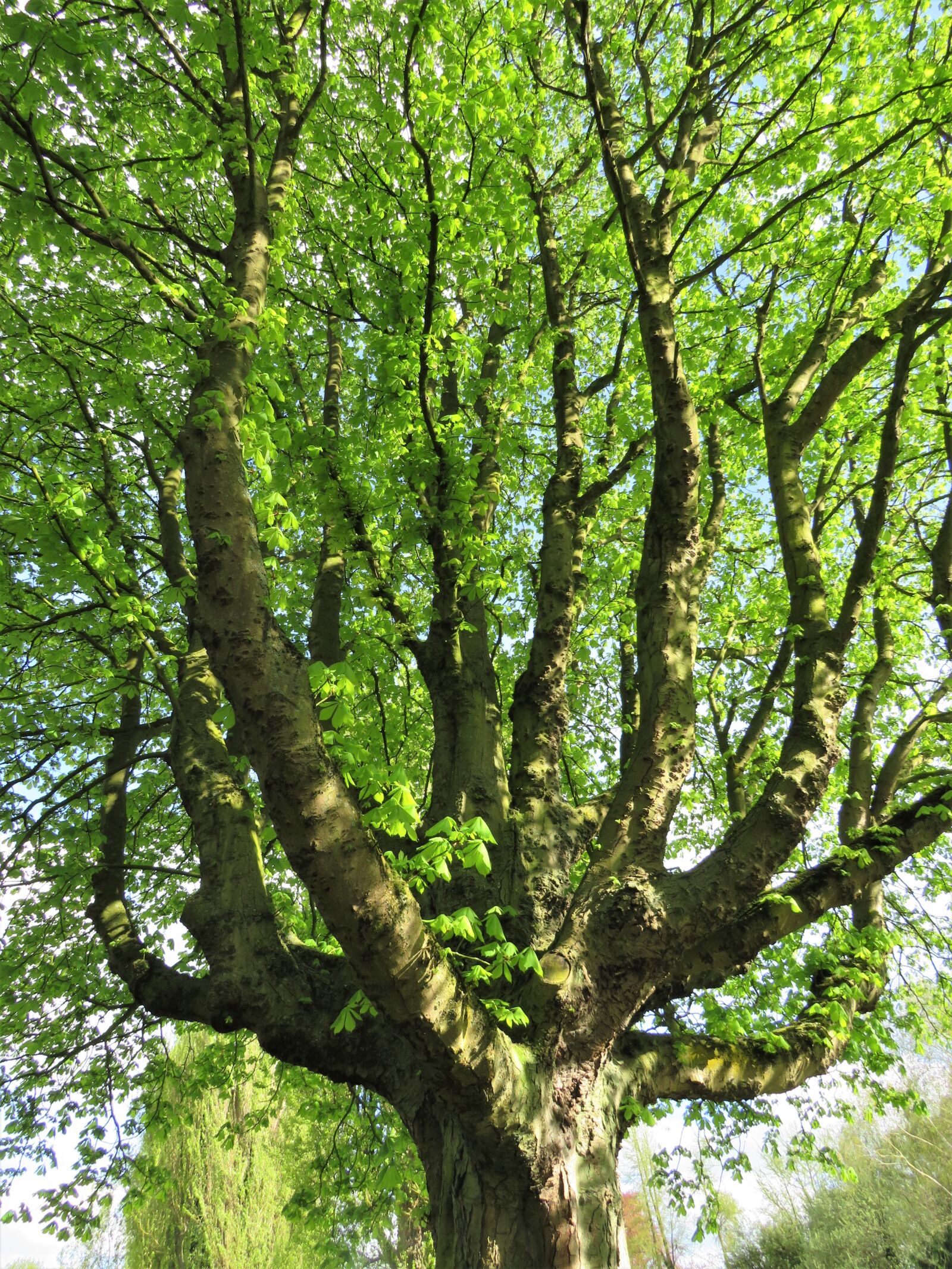 Canon PowerShot SX540 HS sample photo. Tree, green, branches photography