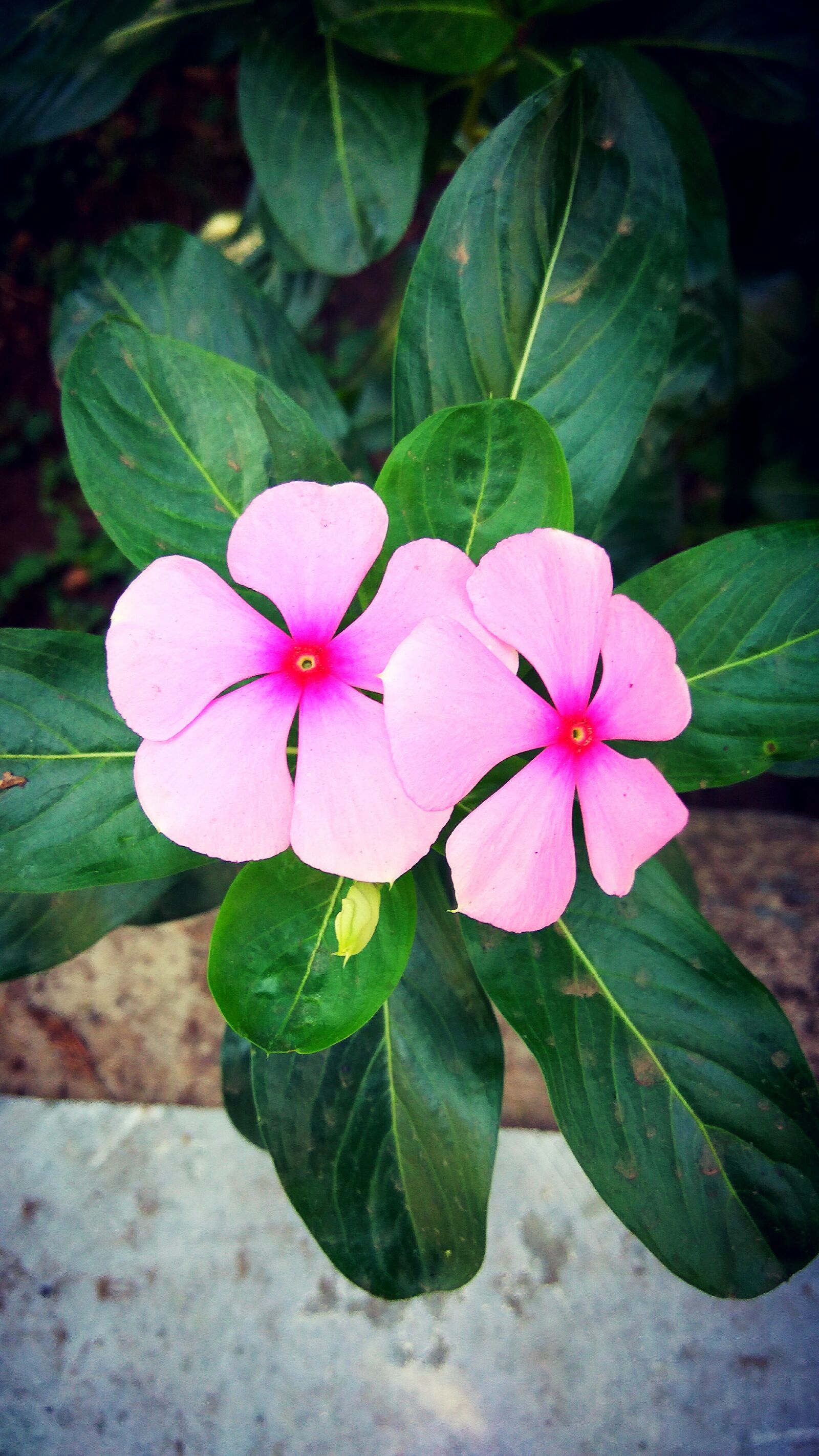 Xiaomi Redmi Note3 sample photo. Beautiful, flowers, nature, photography photography