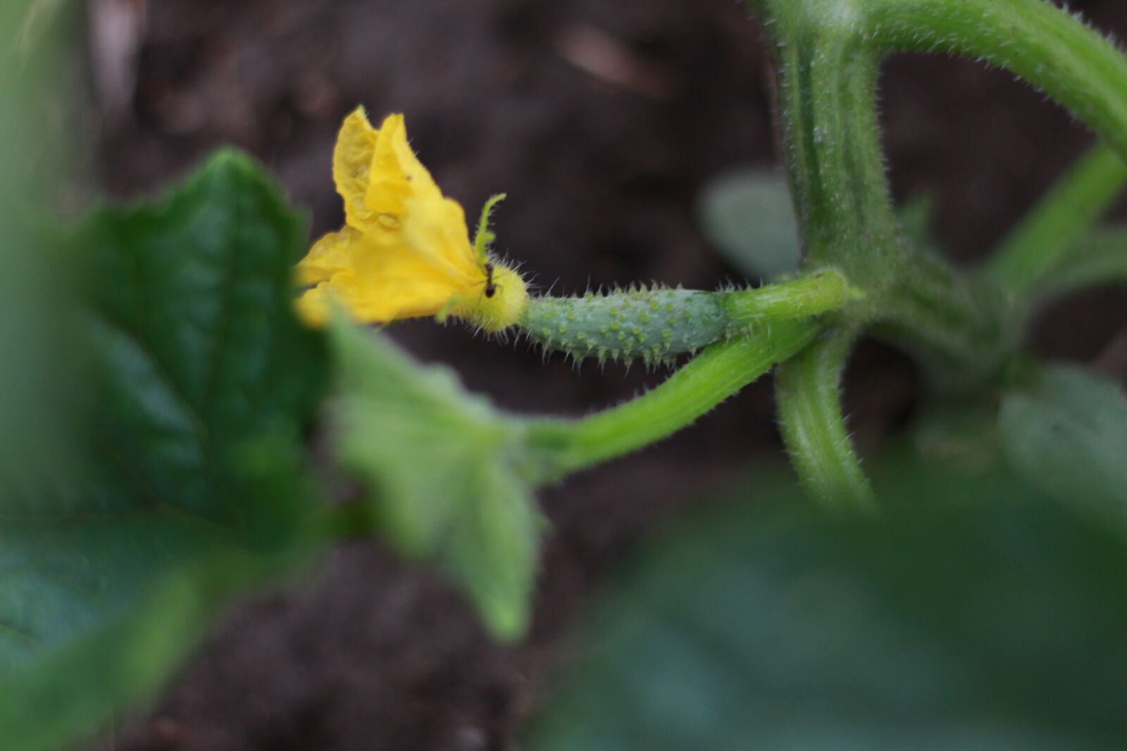 Canon EOS 100D (EOS Rebel SL1 / EOS Kiss X7) sample photo. Cucumber, vegetable garden, bloom photography
