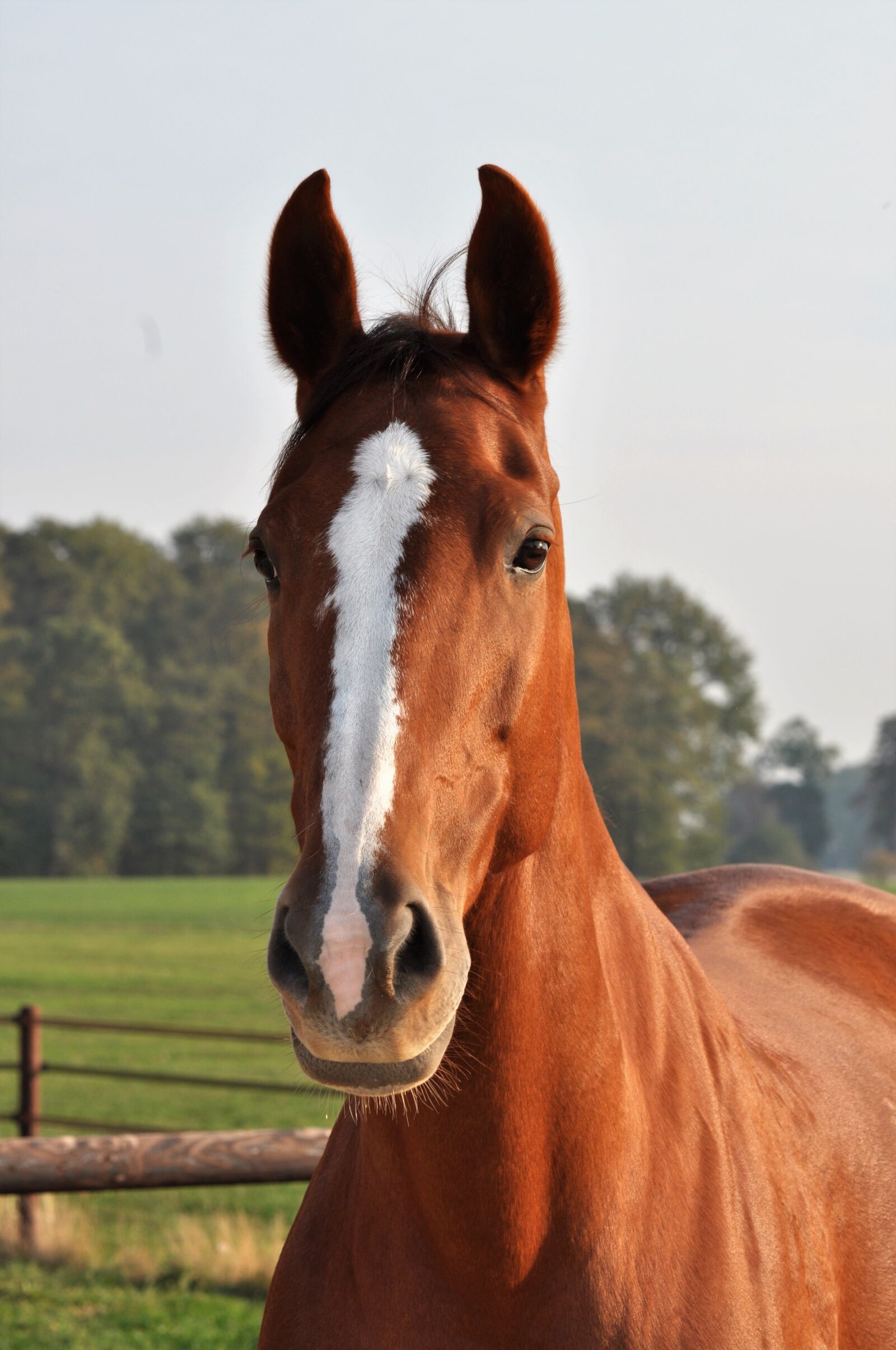 Nikon D5000 sample photo. Horse, horses, watch photography