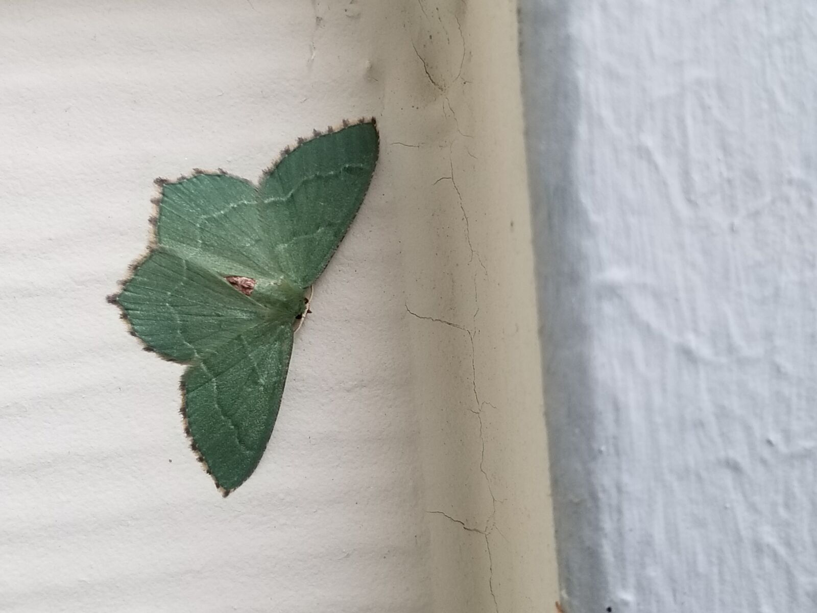 Samsung Galaxy S8 sample photo. Moth, bug, insect photography