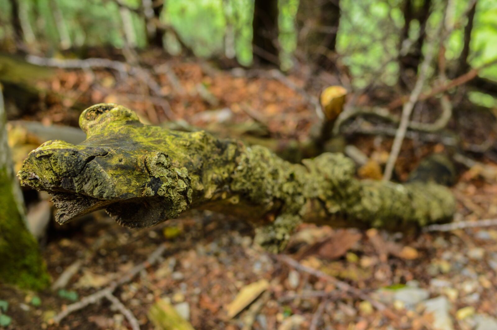 Nikon D3200 sample photo. Log, tribe, deciduous forest photography