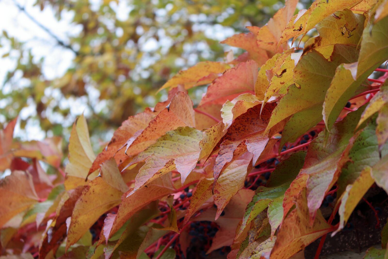Canon EOS 700D (EOS Rebel T5i / EOS Kiss X7i) sample photo. Autumn, fall, maple photography