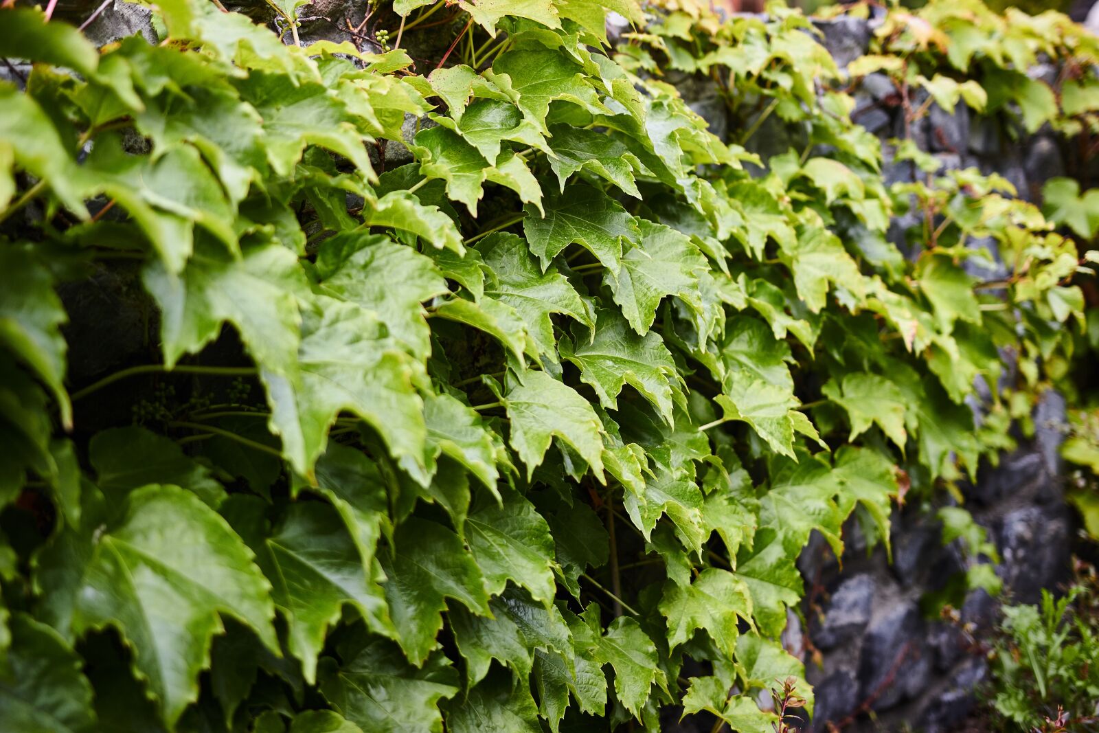 Canon EOS 550D (EOS Rebel T2i / EOS Kiss X4) sample photo. Covered, flora, fresh photography