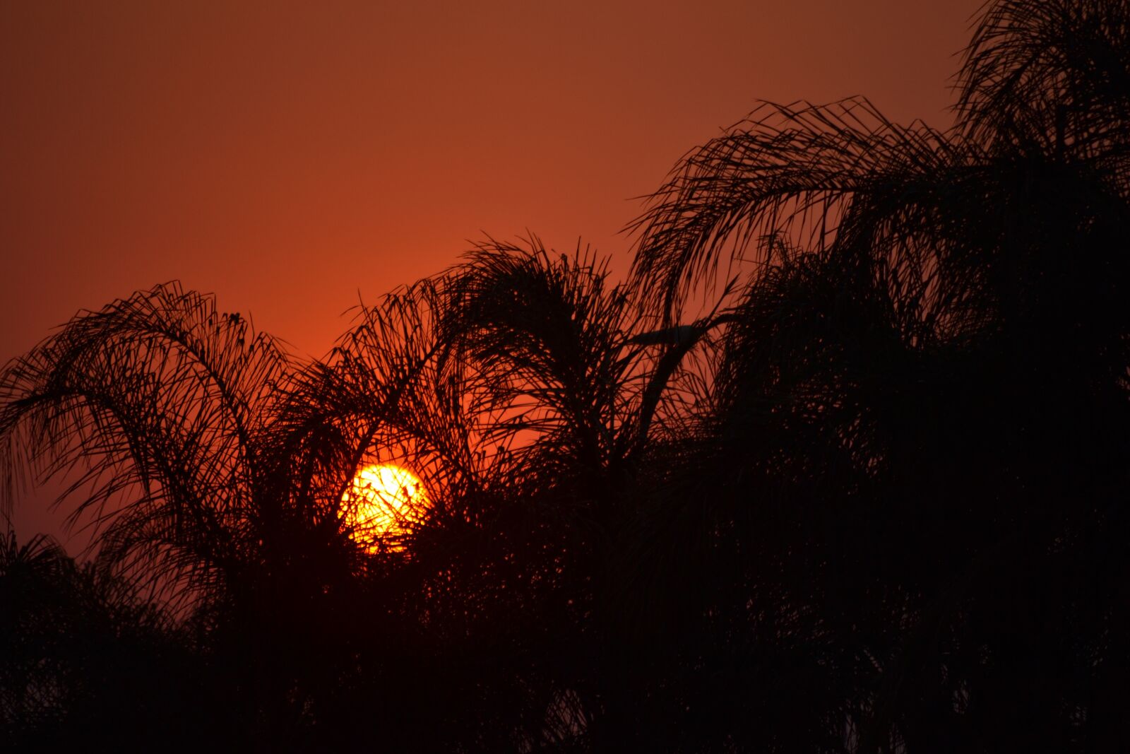 Nikon D3100 sample photo. Sunset, nature, landscape photography