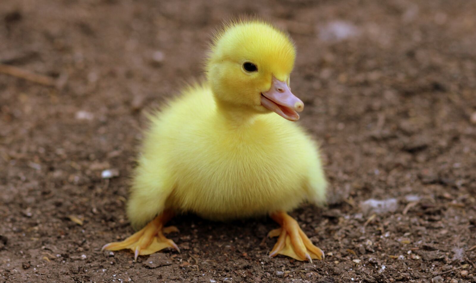 Canon EOS 700D (EOS Rebel T5i / EOS Kiss X7i) + Canon EF 85mm F1.8 USM sample photo. Duckling, birds, yellow photography