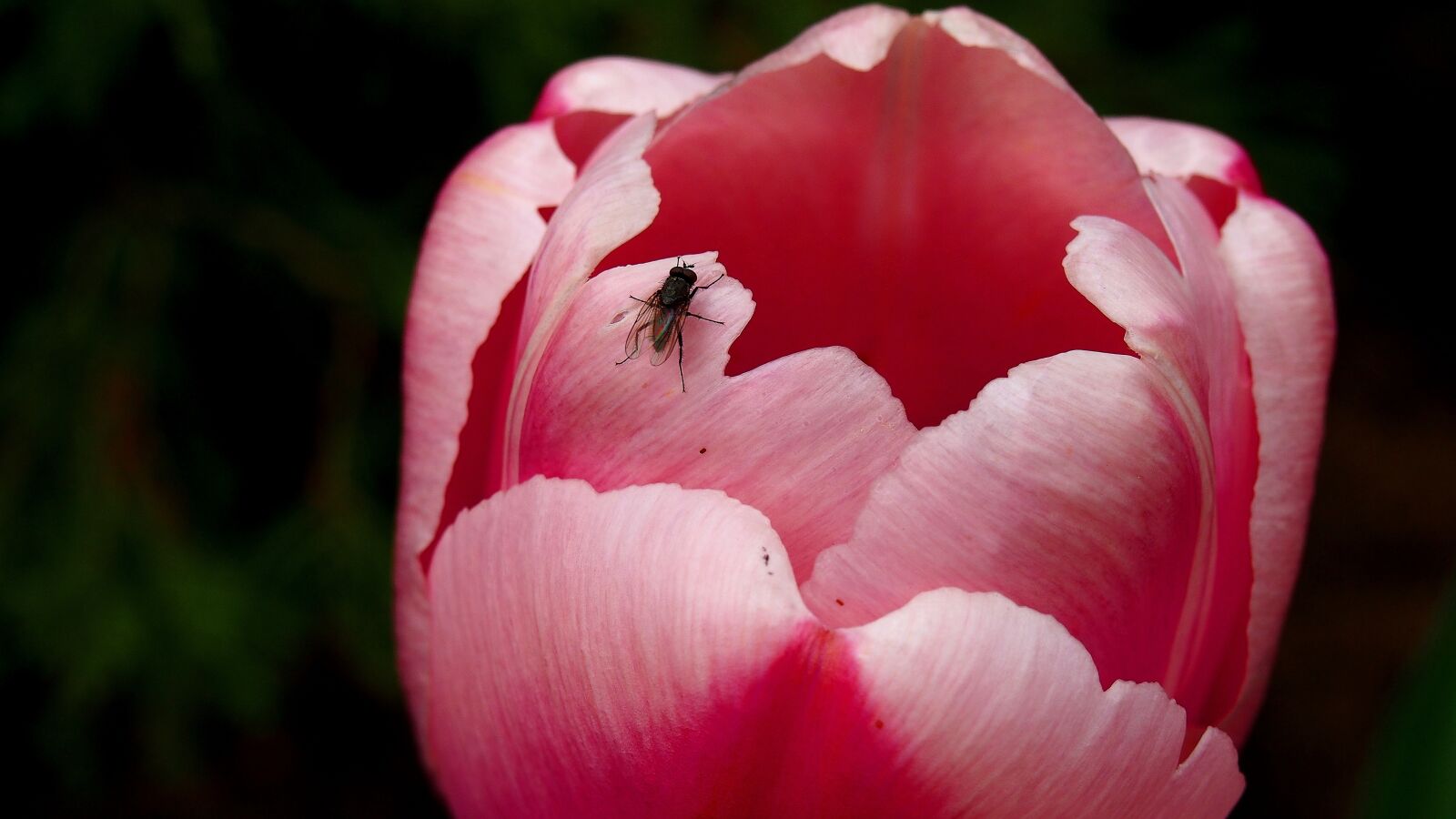 Olympus PEN E-PL6 sample photo. Tulip, blooms, pink photography