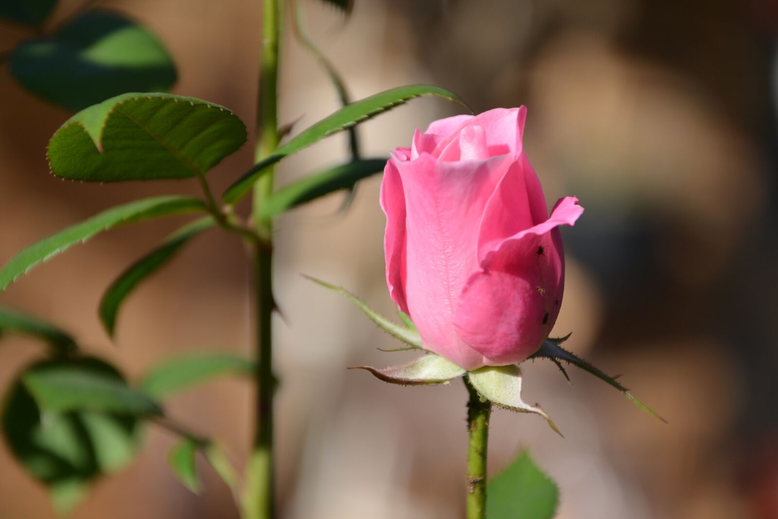 Nikon D5200 sample photo. Iceberg, pink rose, bud photography