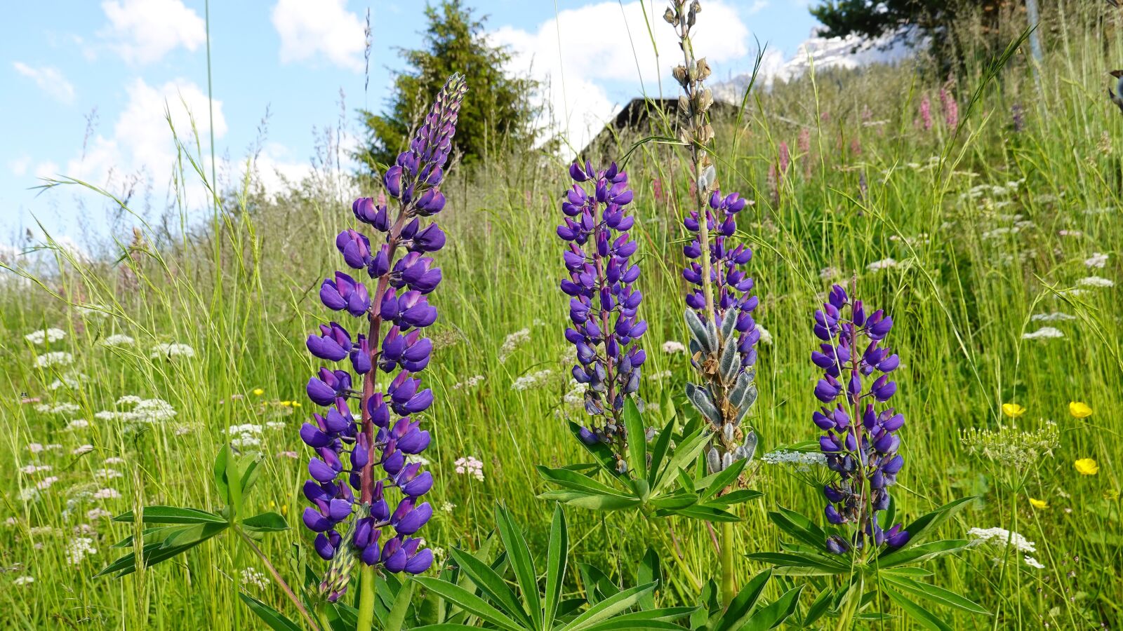 Sony DSC-RX100M7 sample photo. Flowers, wildflowers, bloom photography