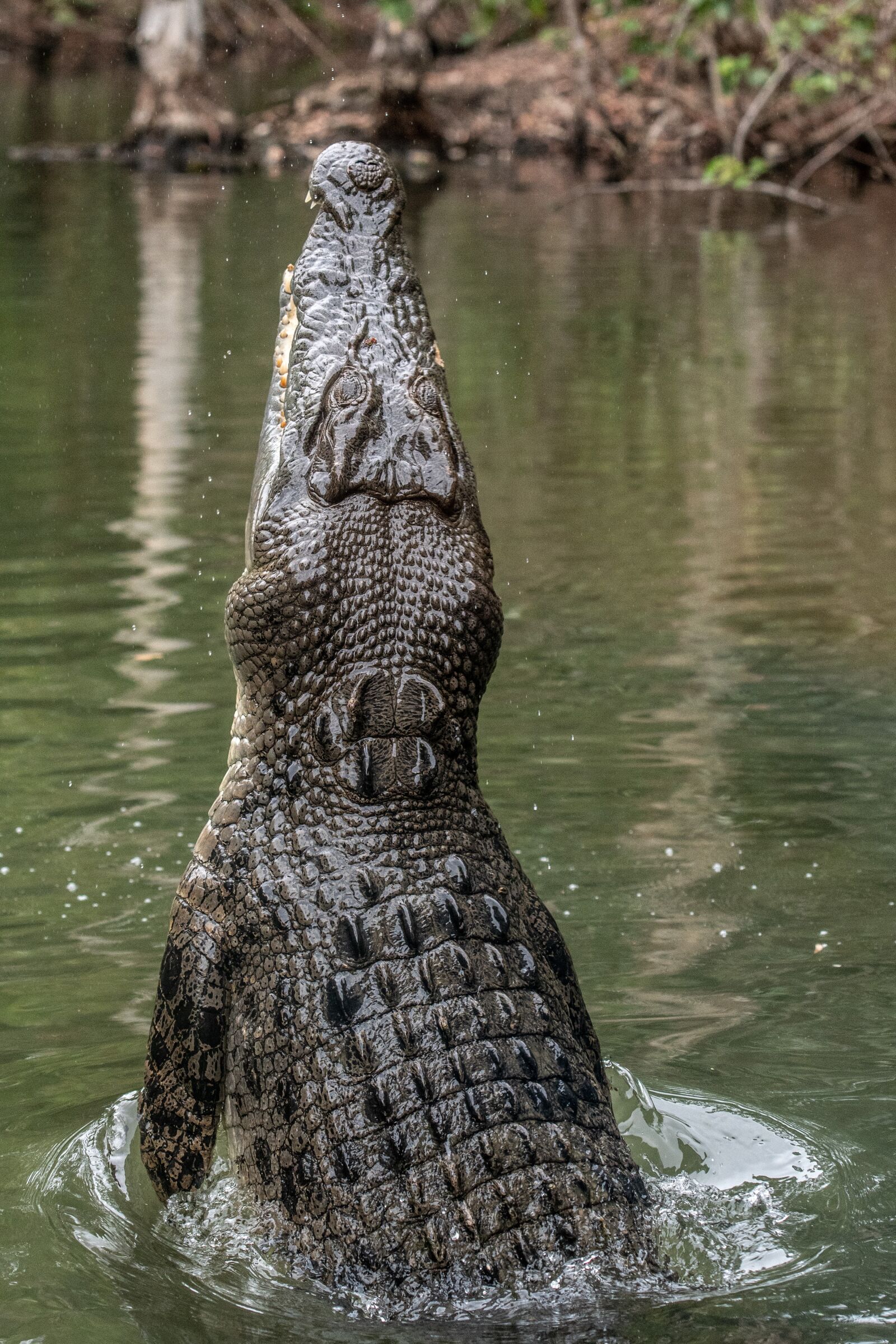 Nikon D500 sample photo. Crocodile, australia, reptile photography