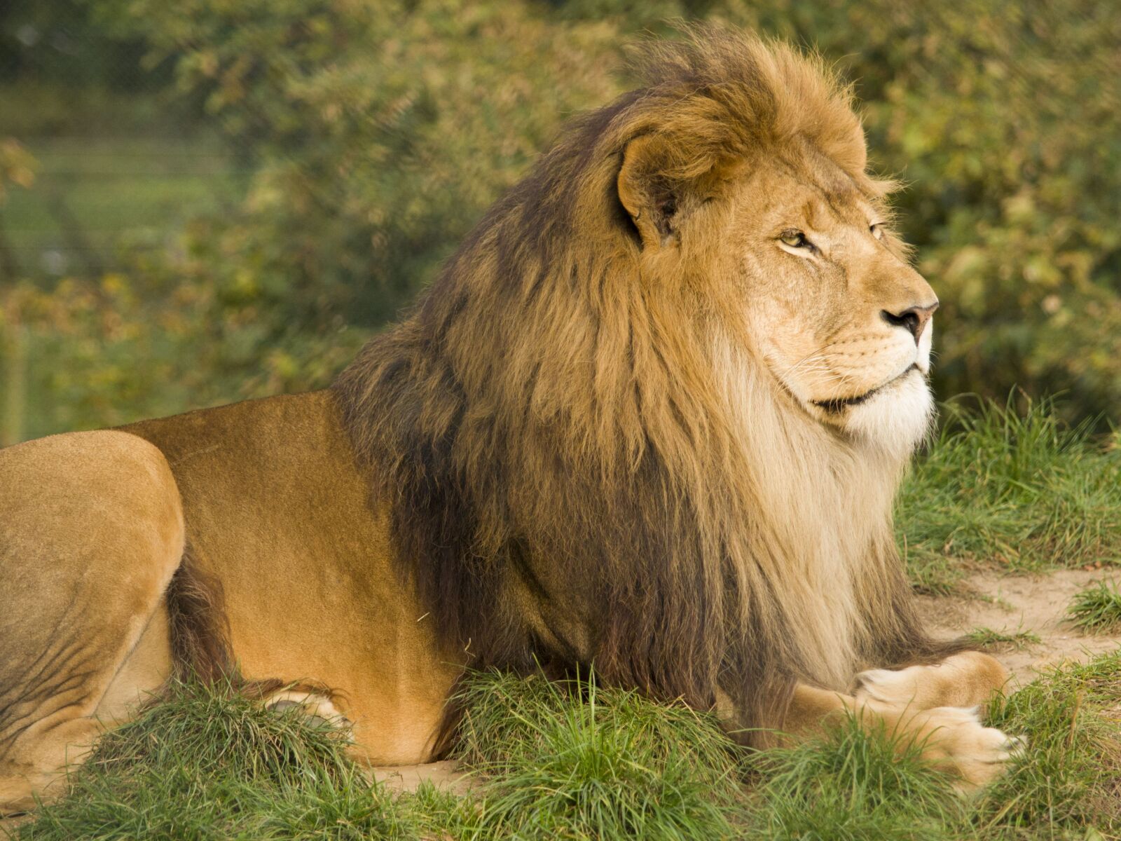 Nikon D3100 sample photo. Wild, lion, king photography