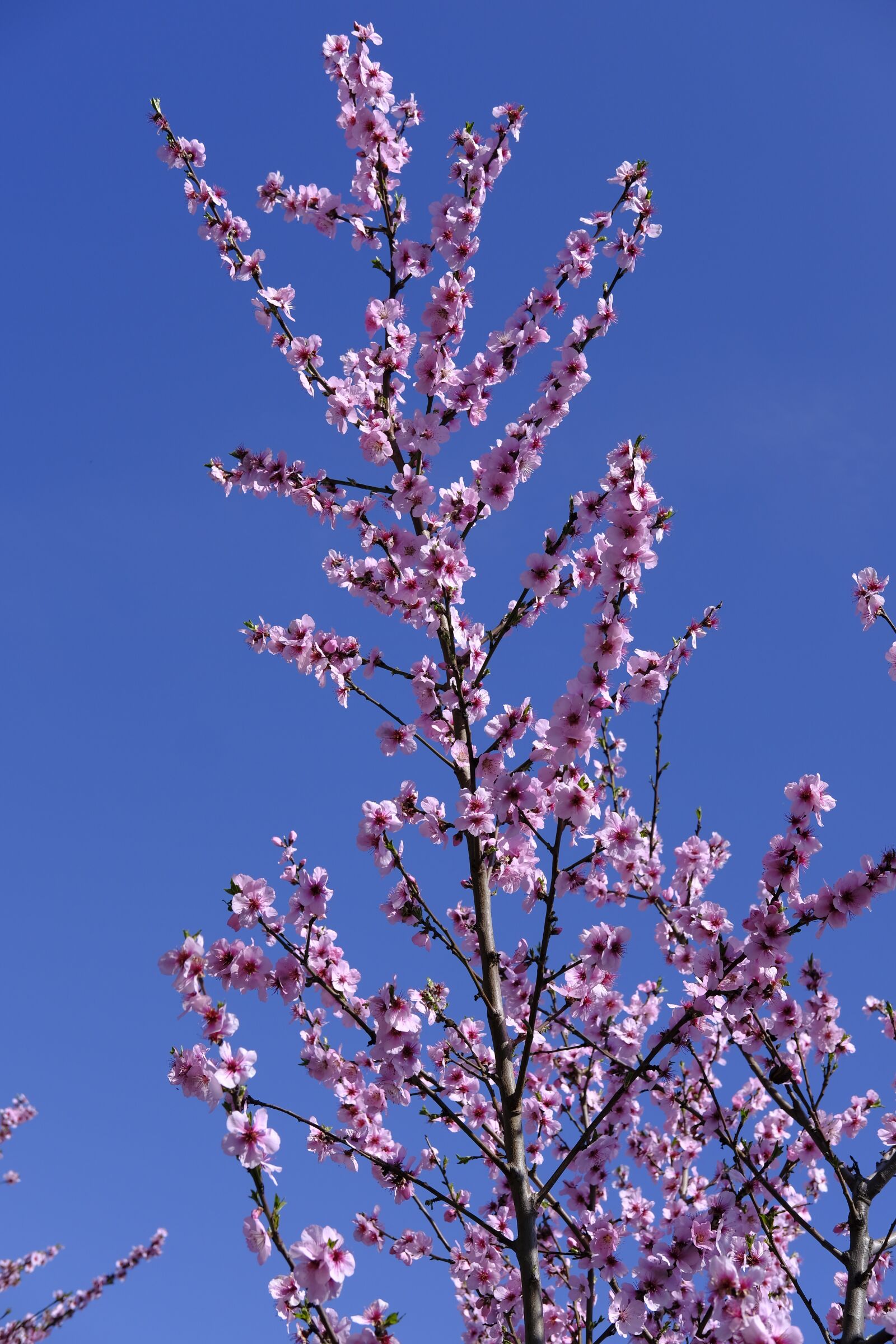 Fujifilm X-T2 + Fujifilm XF 35mm F2 R WR sample photo. Flower, blossom, bloom photography