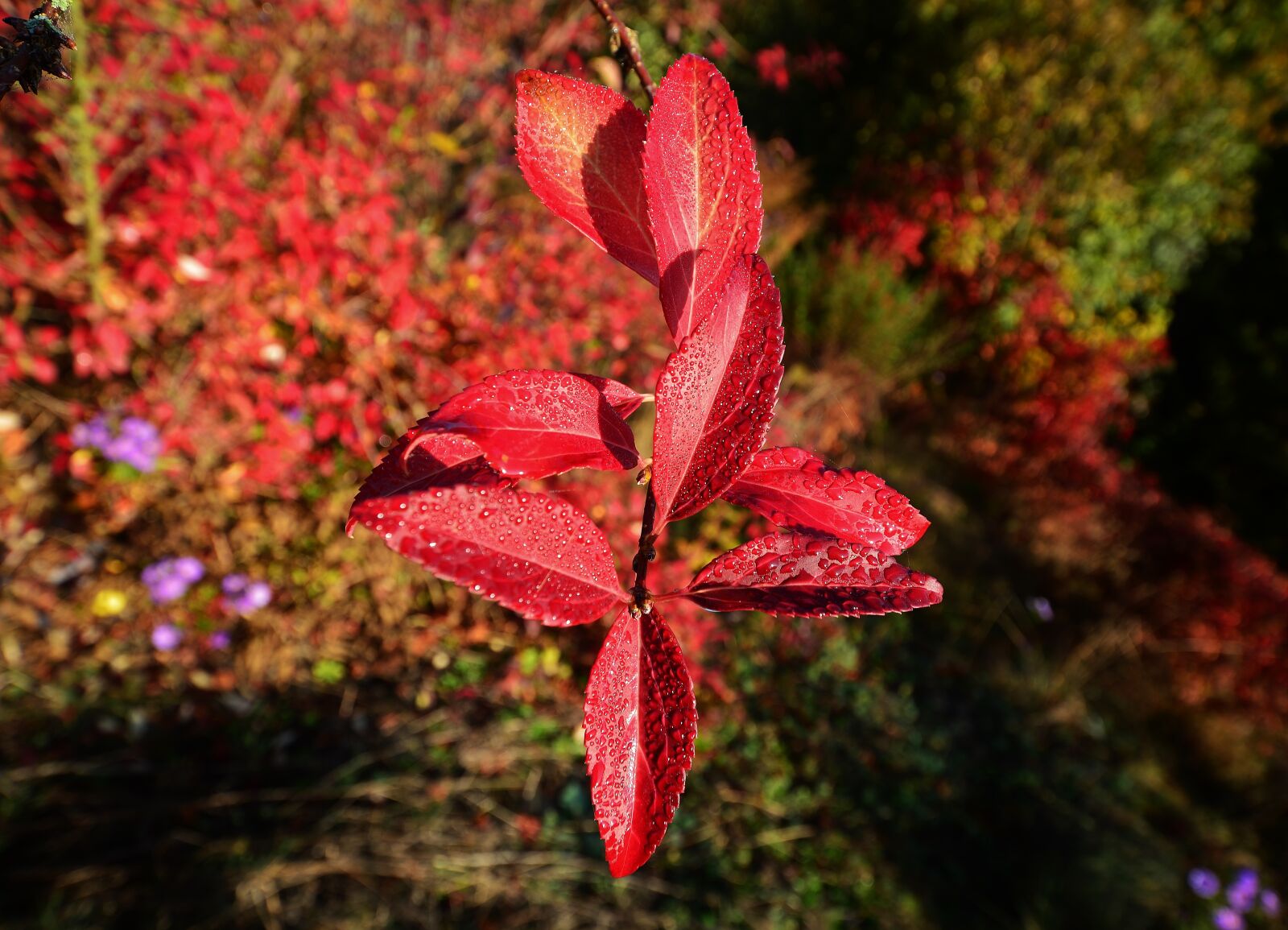 Nikon D5200 sample photo. Autumn, leaves, fall color photography