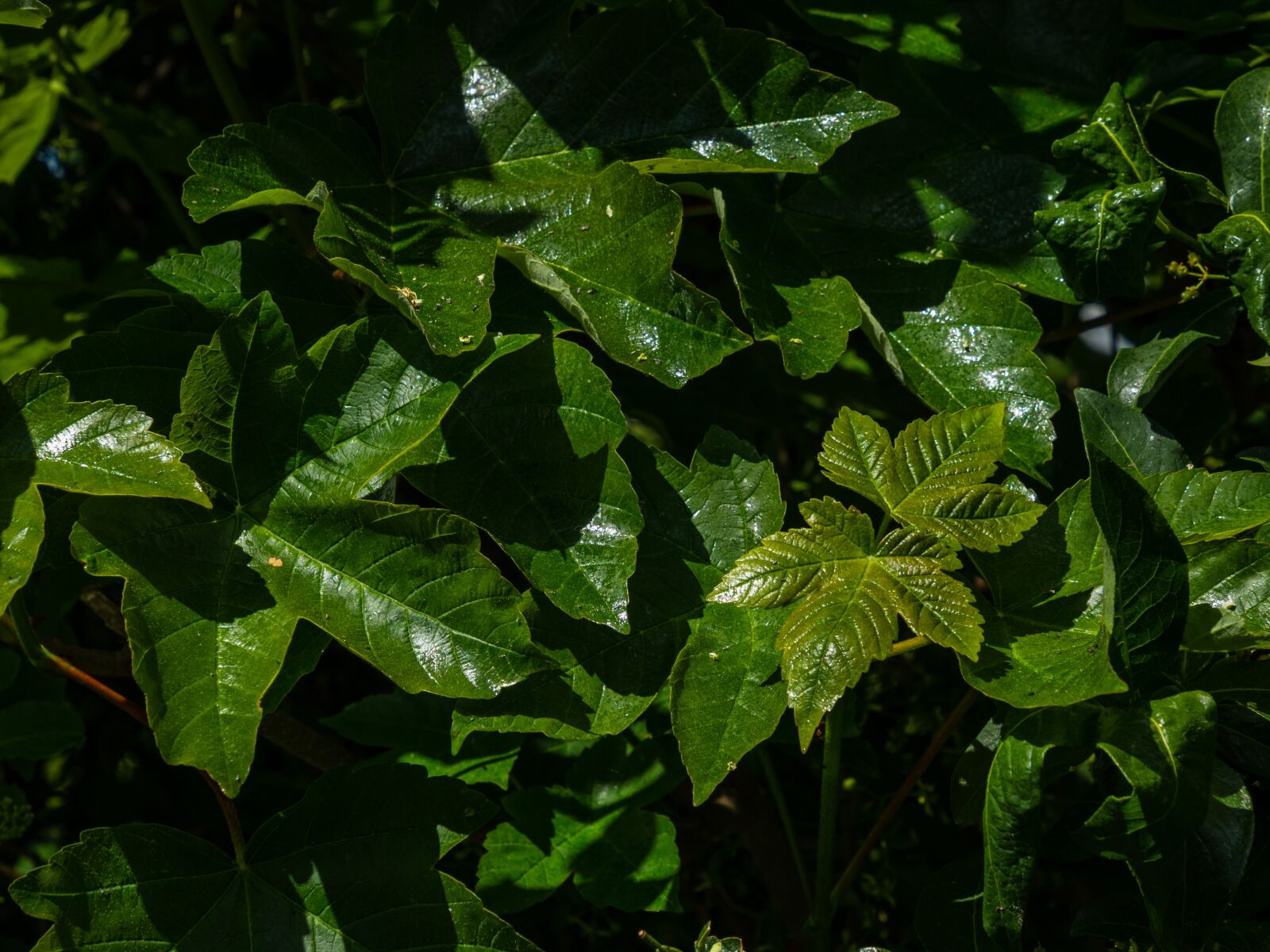 Olympus OM-D E-M10 III sample photo. Sheet, shine, nature photography