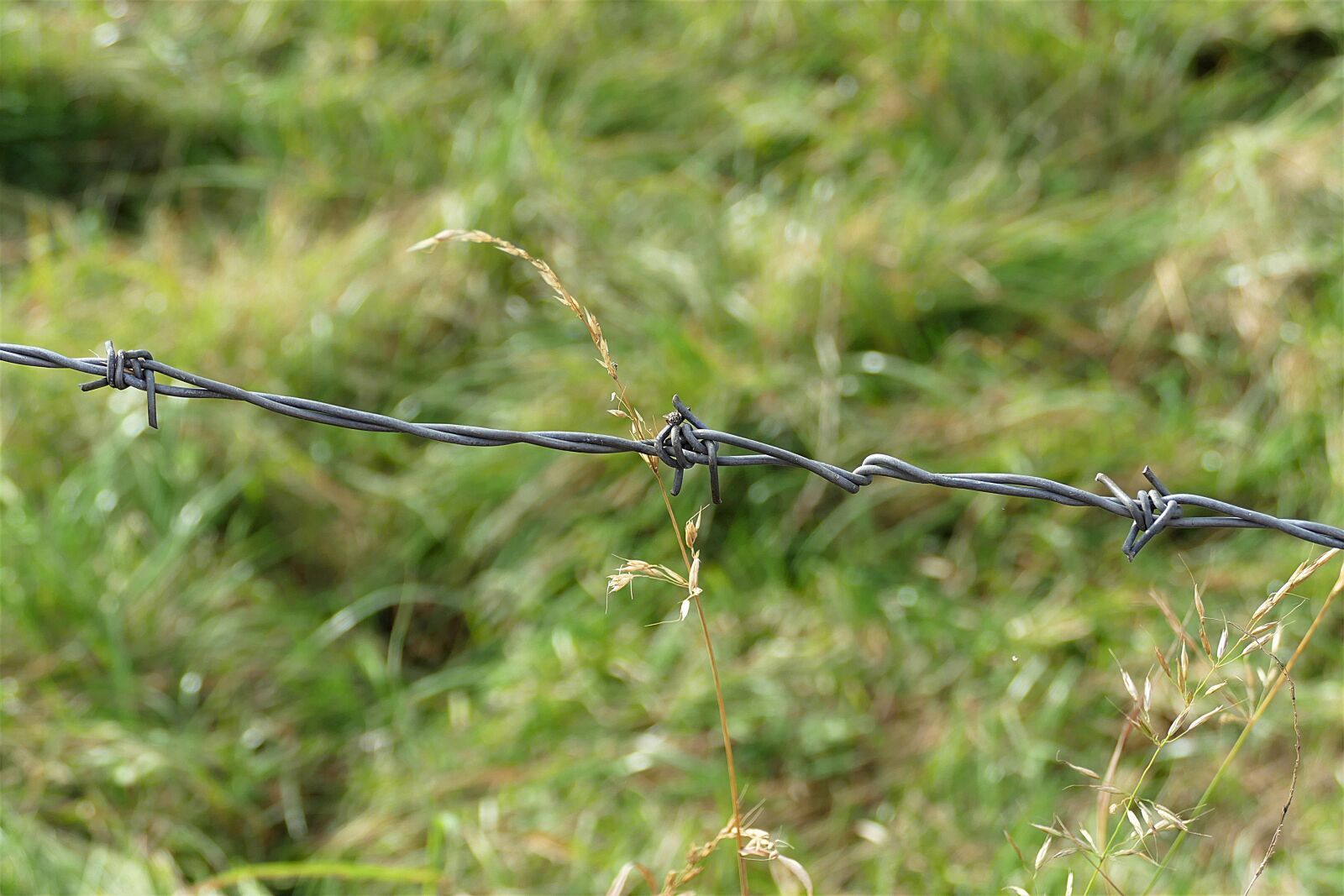 Panasonic Lumix DMC-FZ1000 sample photo. Barbed wire, blades of photography