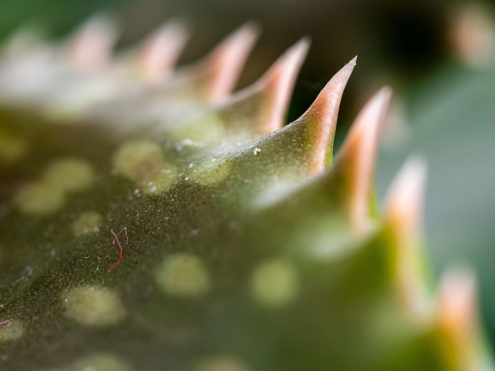 Olympus OM-D E-M10 III sample photo. Plant, aloe, macro photography