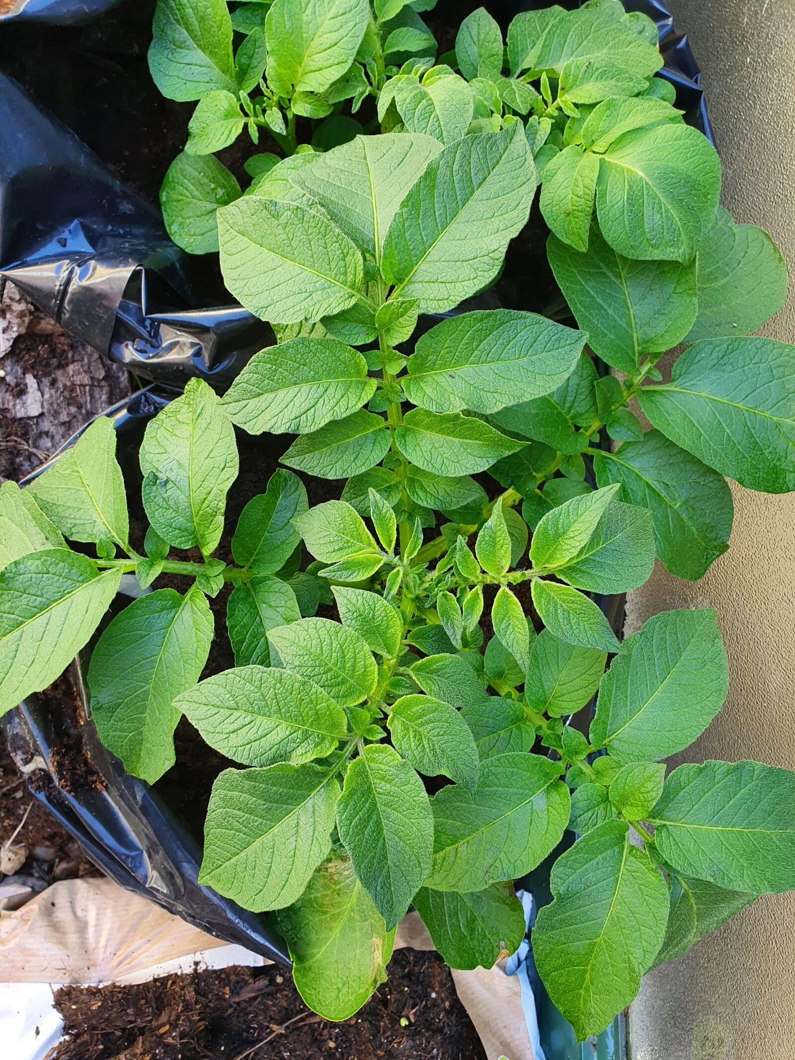 Samsung Galaxy S10 sample photo. Potato, plant, green photography