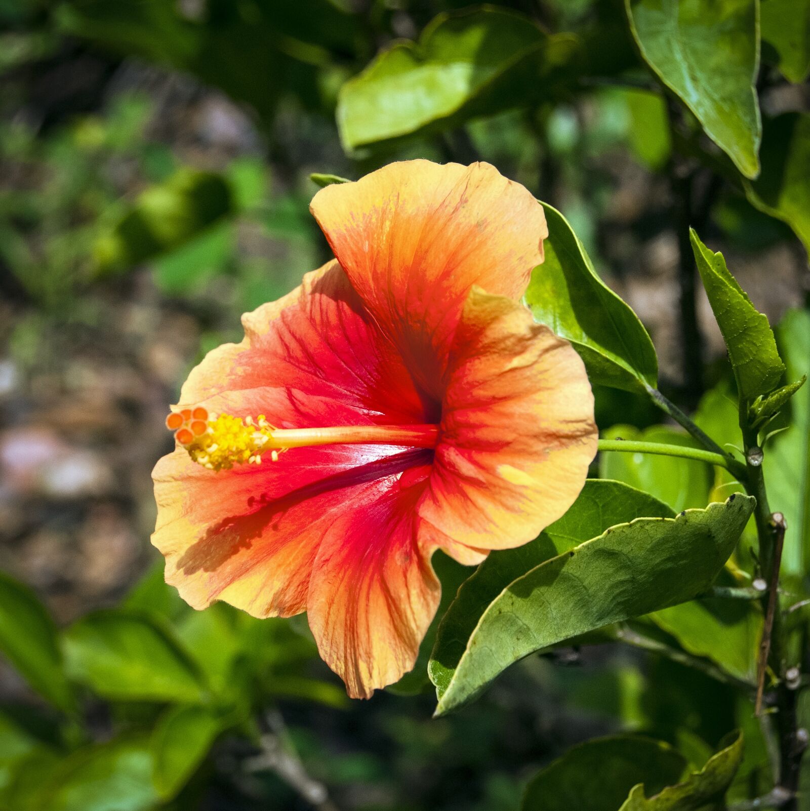 Nikon D200 sample photo. Flower, hibiscus, floral photography