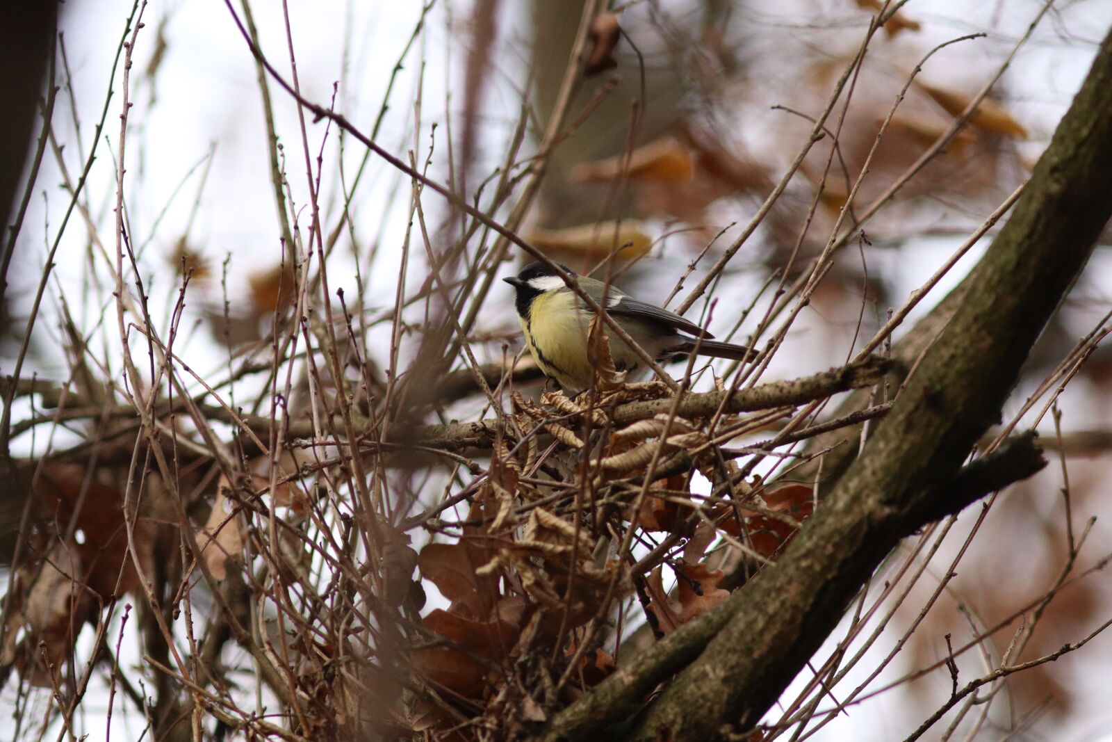 Canon EF 300mm F4L IS USM sample photo