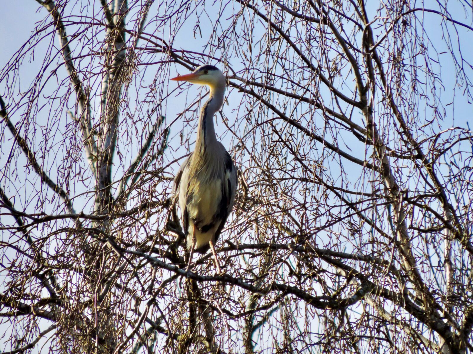 Nikon Coolpix P520 sample photo. Grey heron, heron, bird photography
