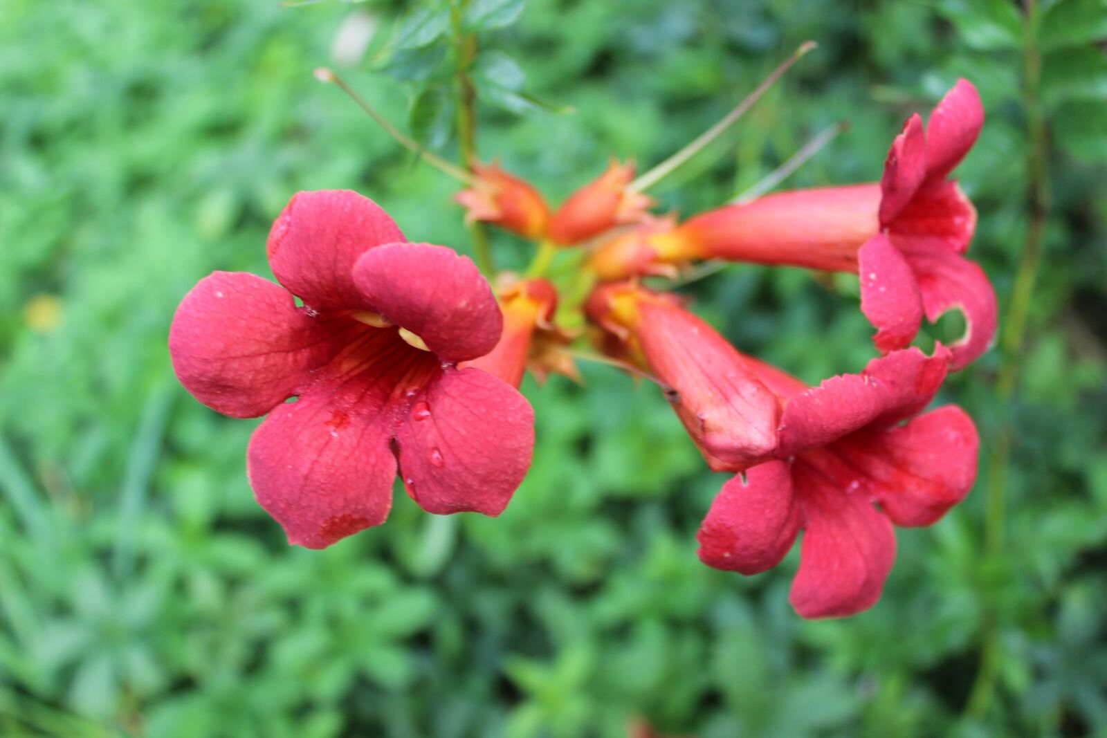 Canon EOS 600D (Rebel EOS T3i / EOS Kiss X5) sample photo. Flowers, plant, bloom photography